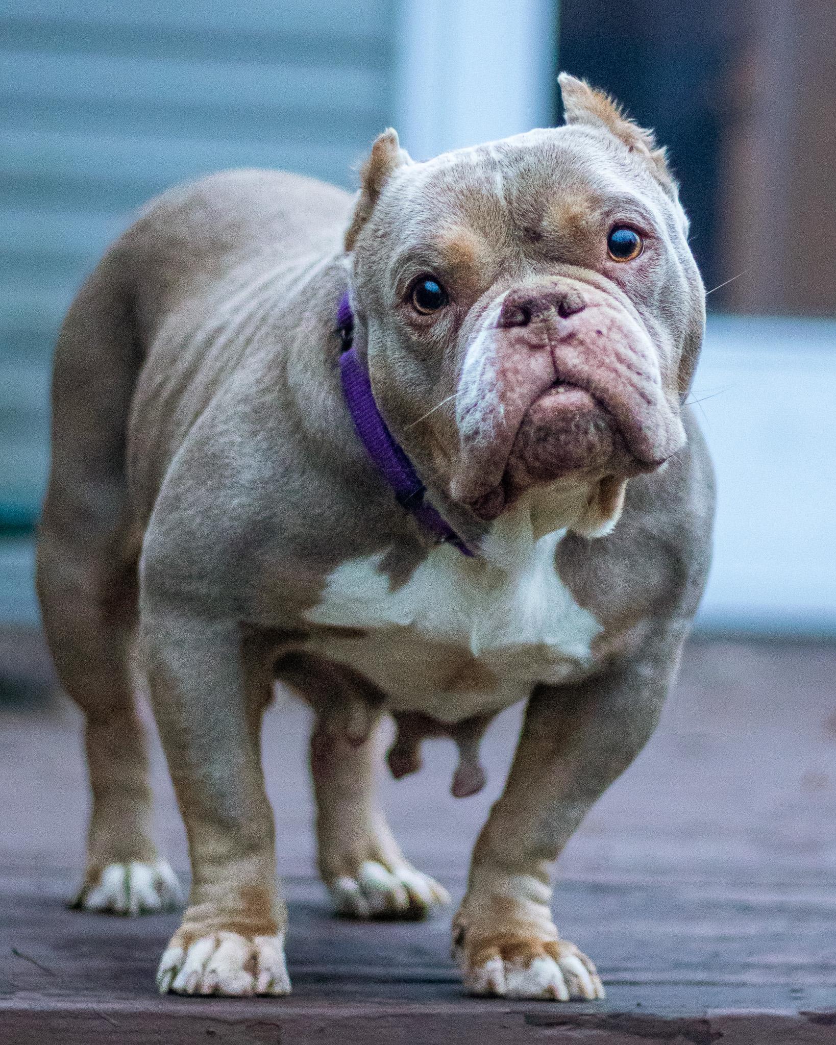 Constance, Adoptable, Senior Female American Bully & Pit Bull Terrier.