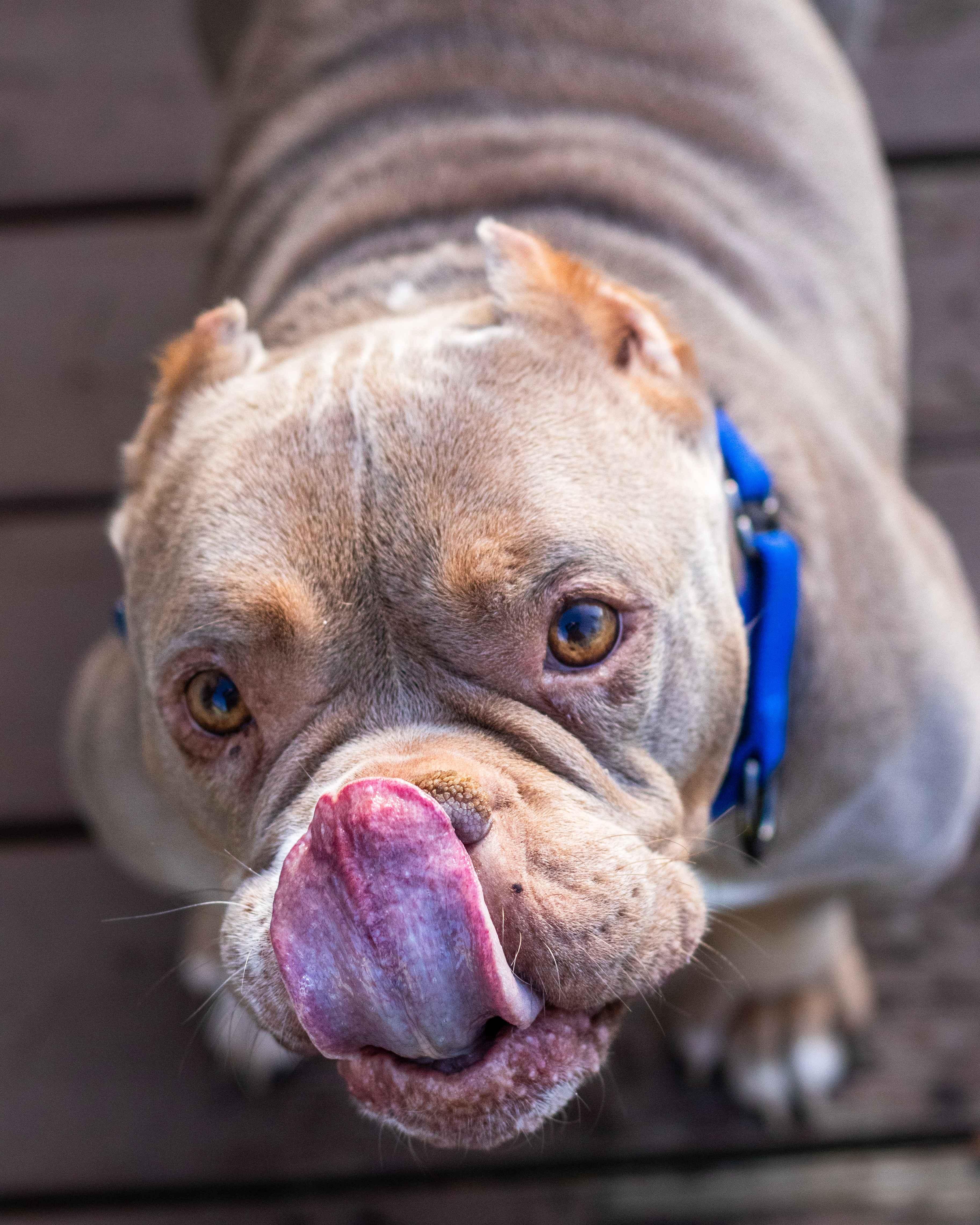 Enlarge Constance, a Adoptable mixed breed image 4/6