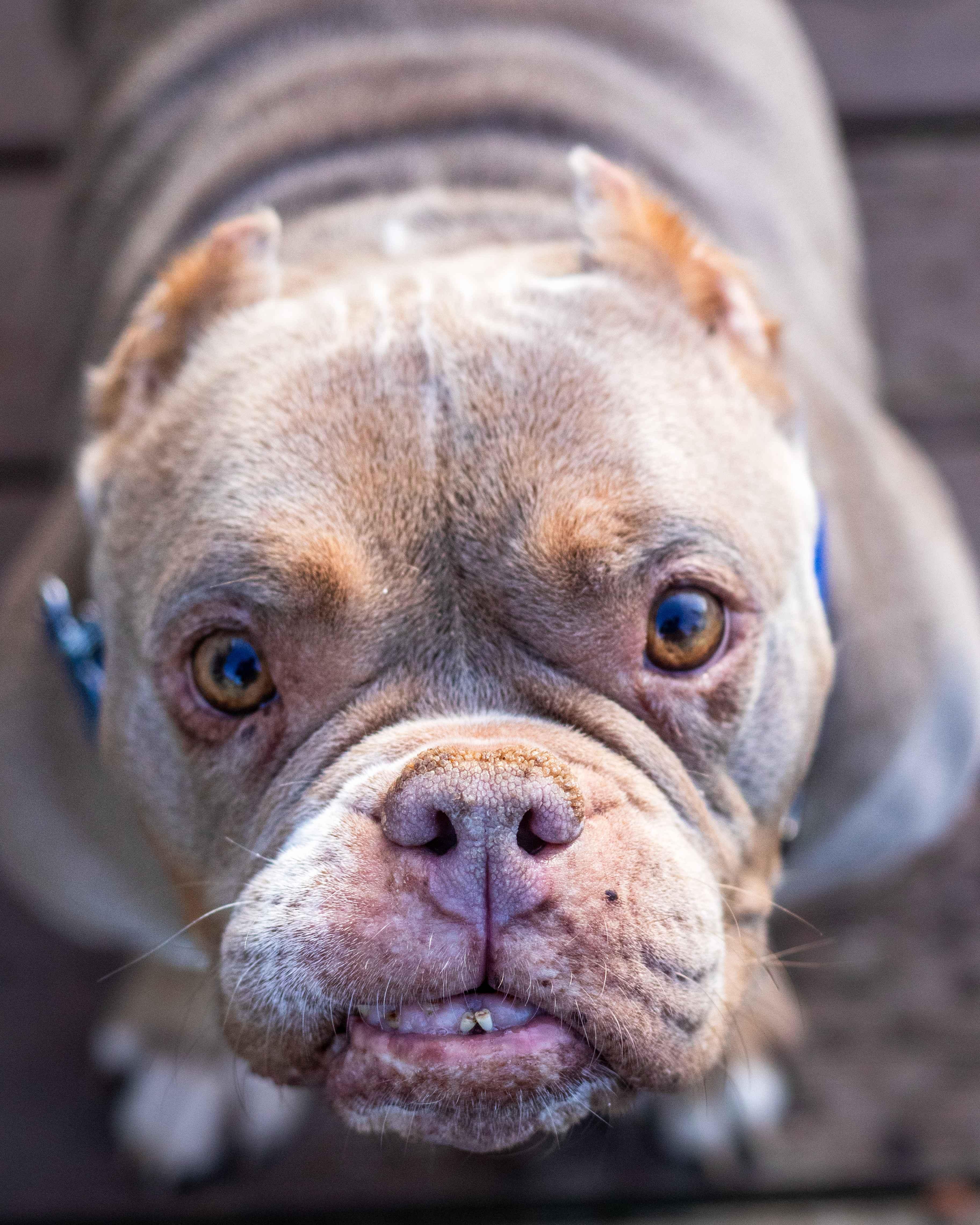 Enlarge Constance, a Adoptable mixed breed image 6/6