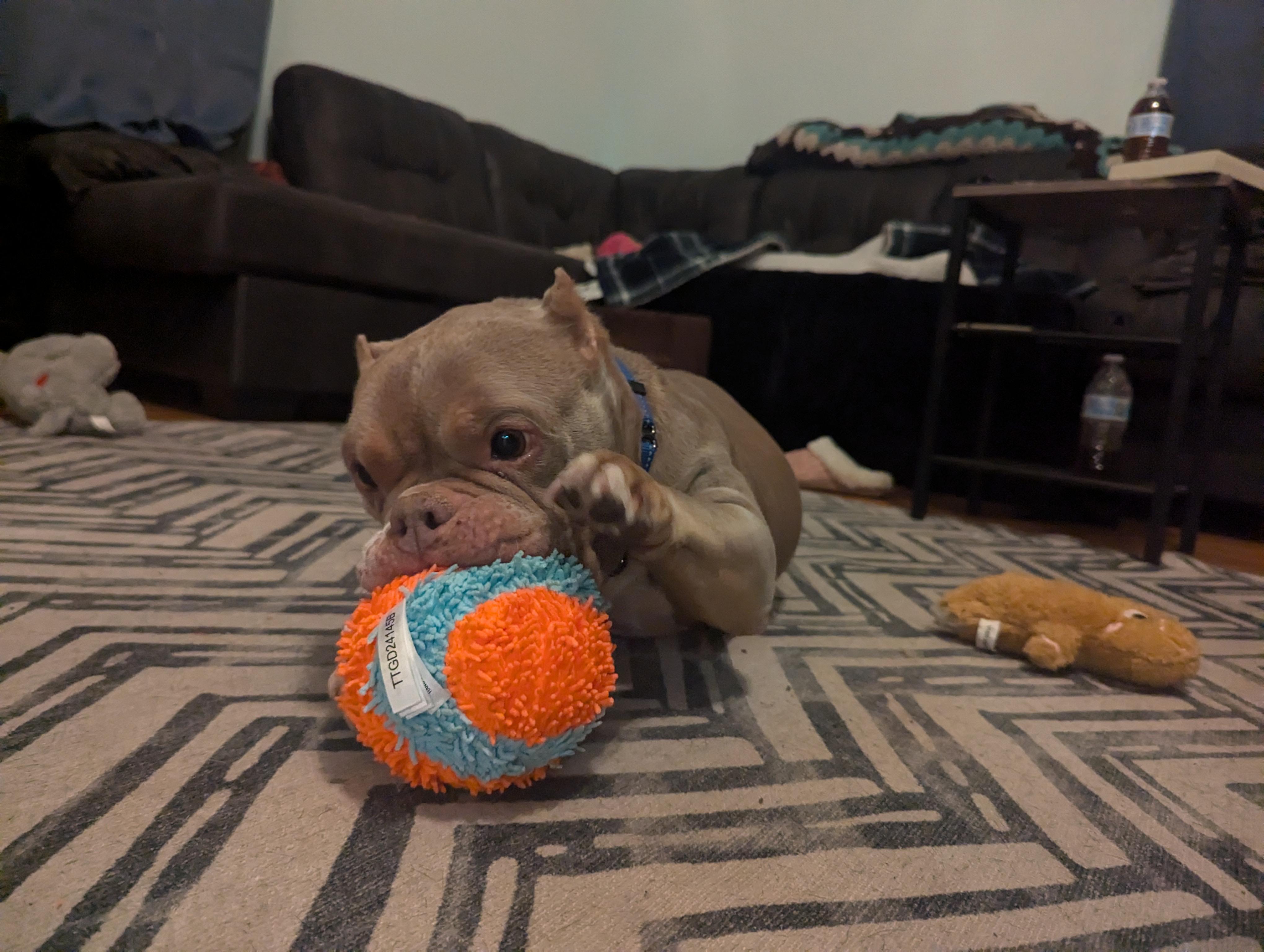 Enlarge Constance, a Adoptable mixed breed image 2/6