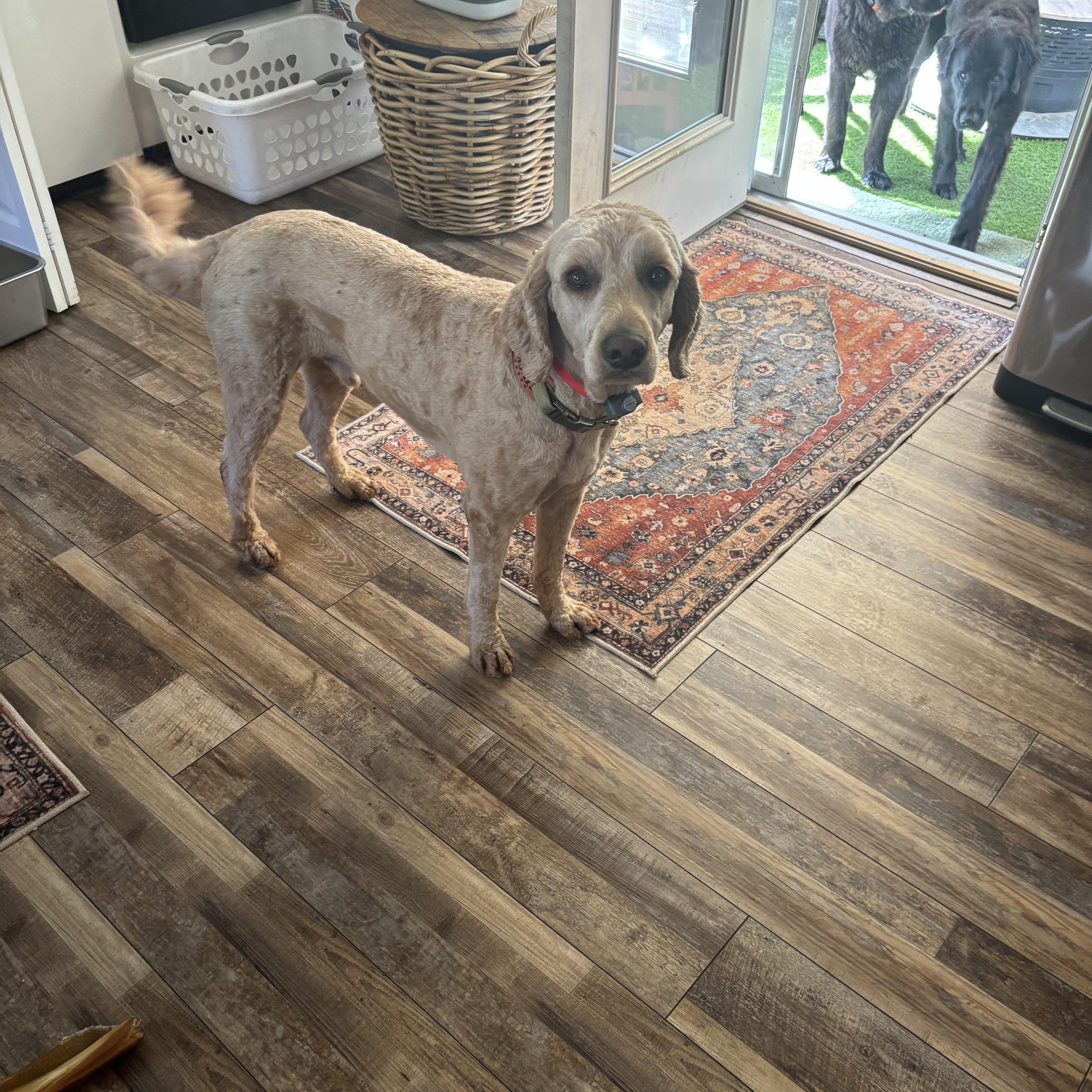 TUCKER, a ADOPTABLE Goldendoodle in Kennebunk , ME image 1/5