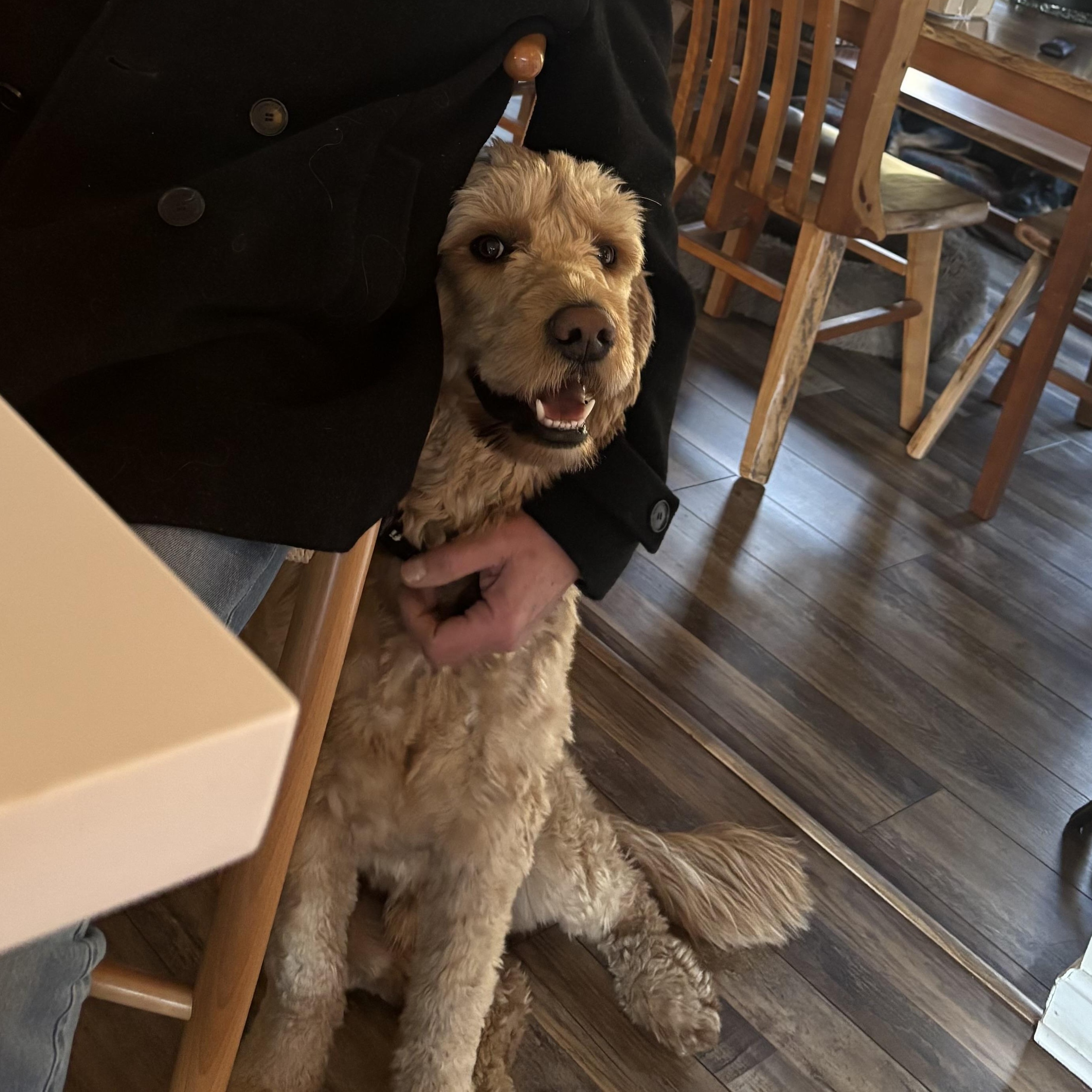 TUCKER, a ADOPTABLE Goldendoodle in Kennebunk , ME image 2/5
