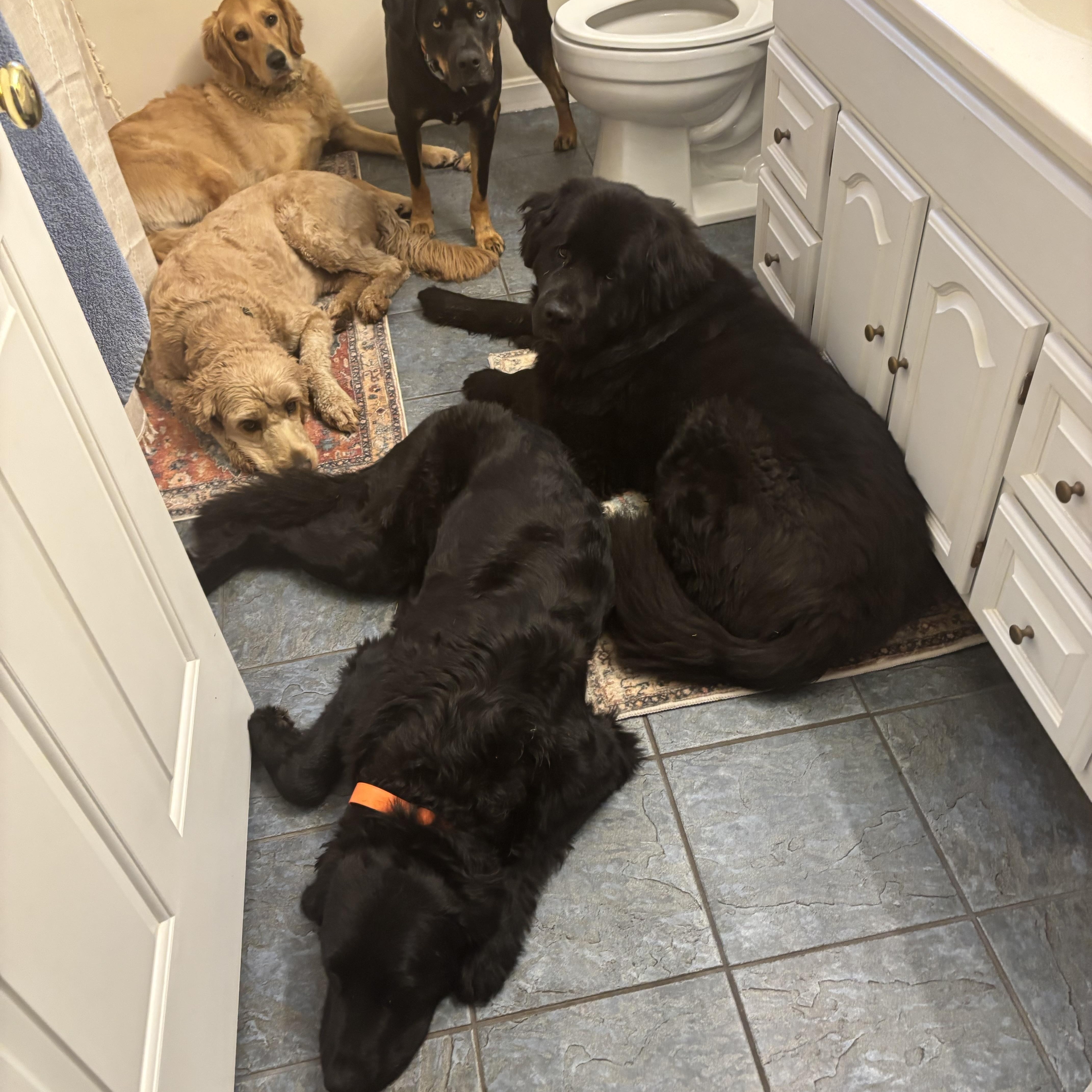 TUCKER, a ADOPTABLE Goldendoodle in Kennebunk , ME image 5/5