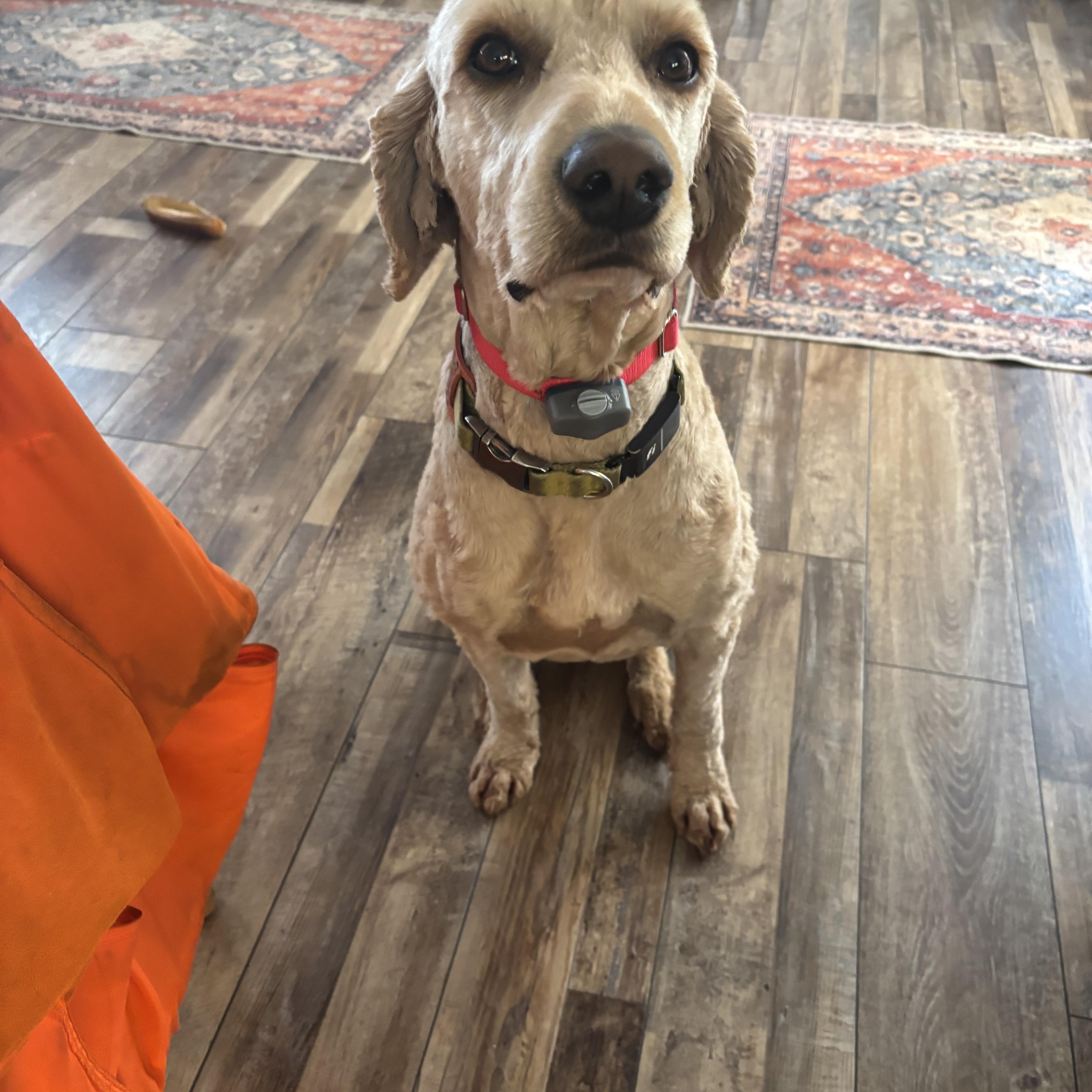 TUCKER, a ADOPTABLE Goldendoodle in Kennebunk , ME image 4/5