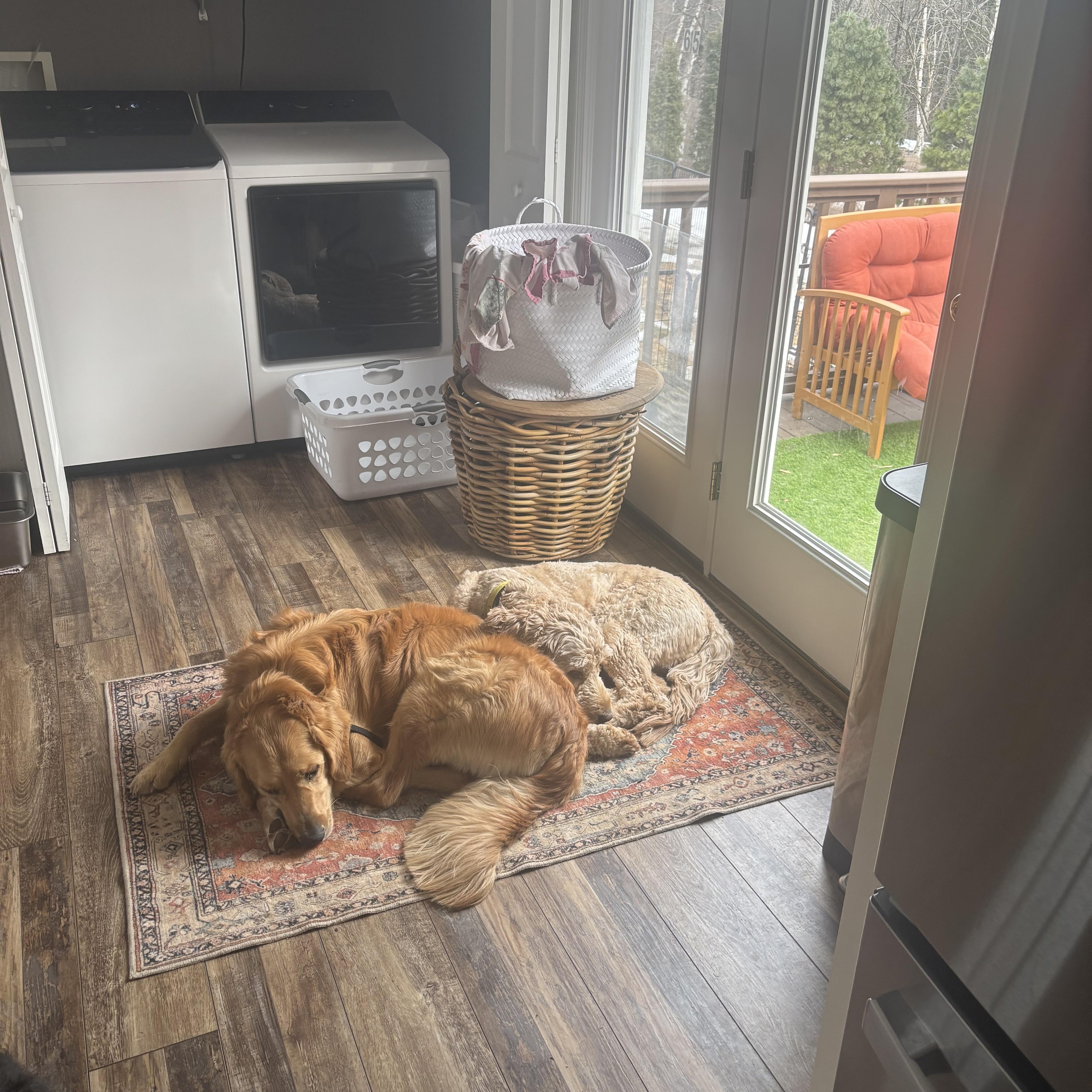 TUCKER, a ADOPTABLE Goldendoodle in Kennebunk , ME image 3/5