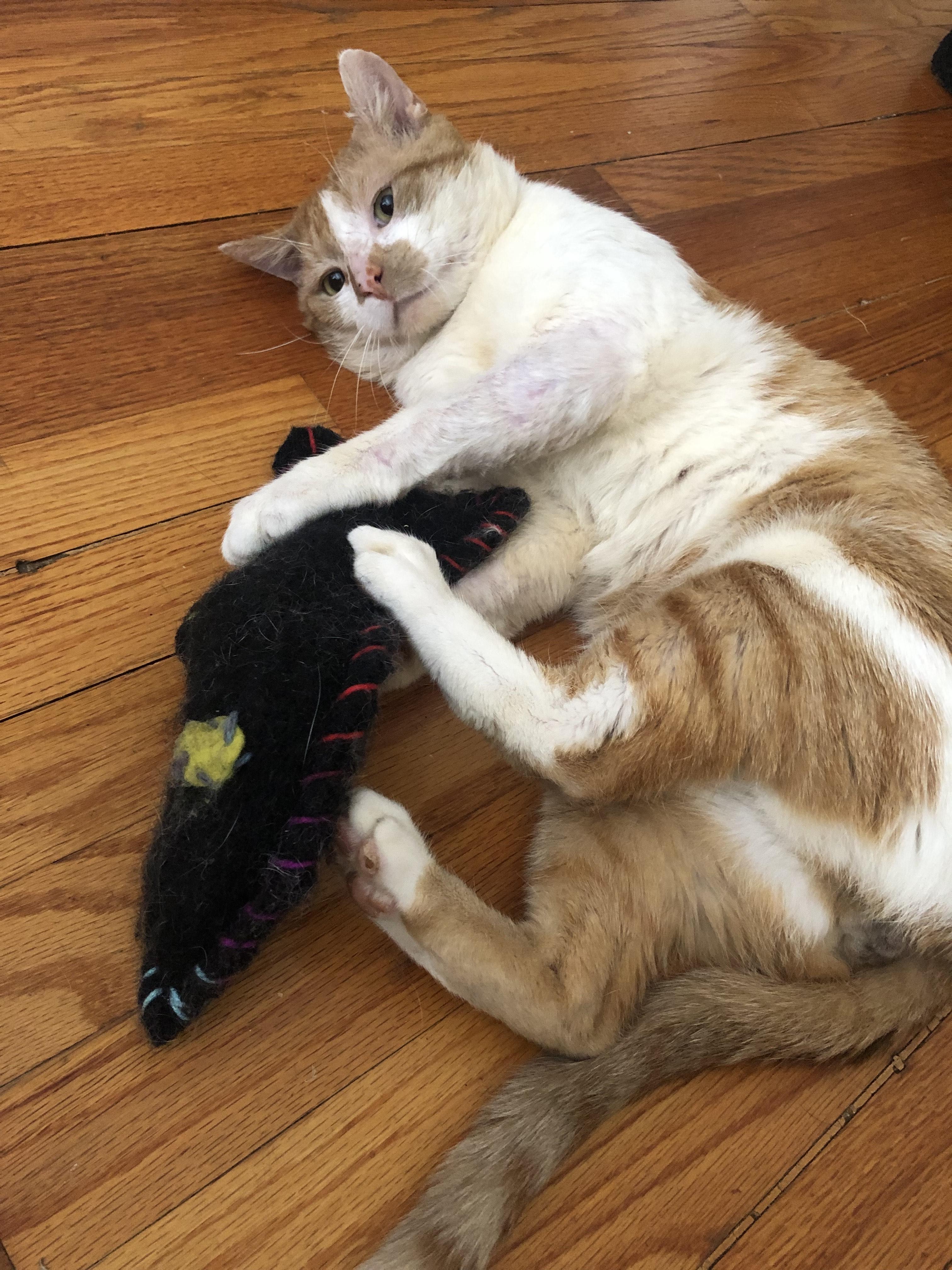 Charlie, Adult Male Domestic Short Hair
