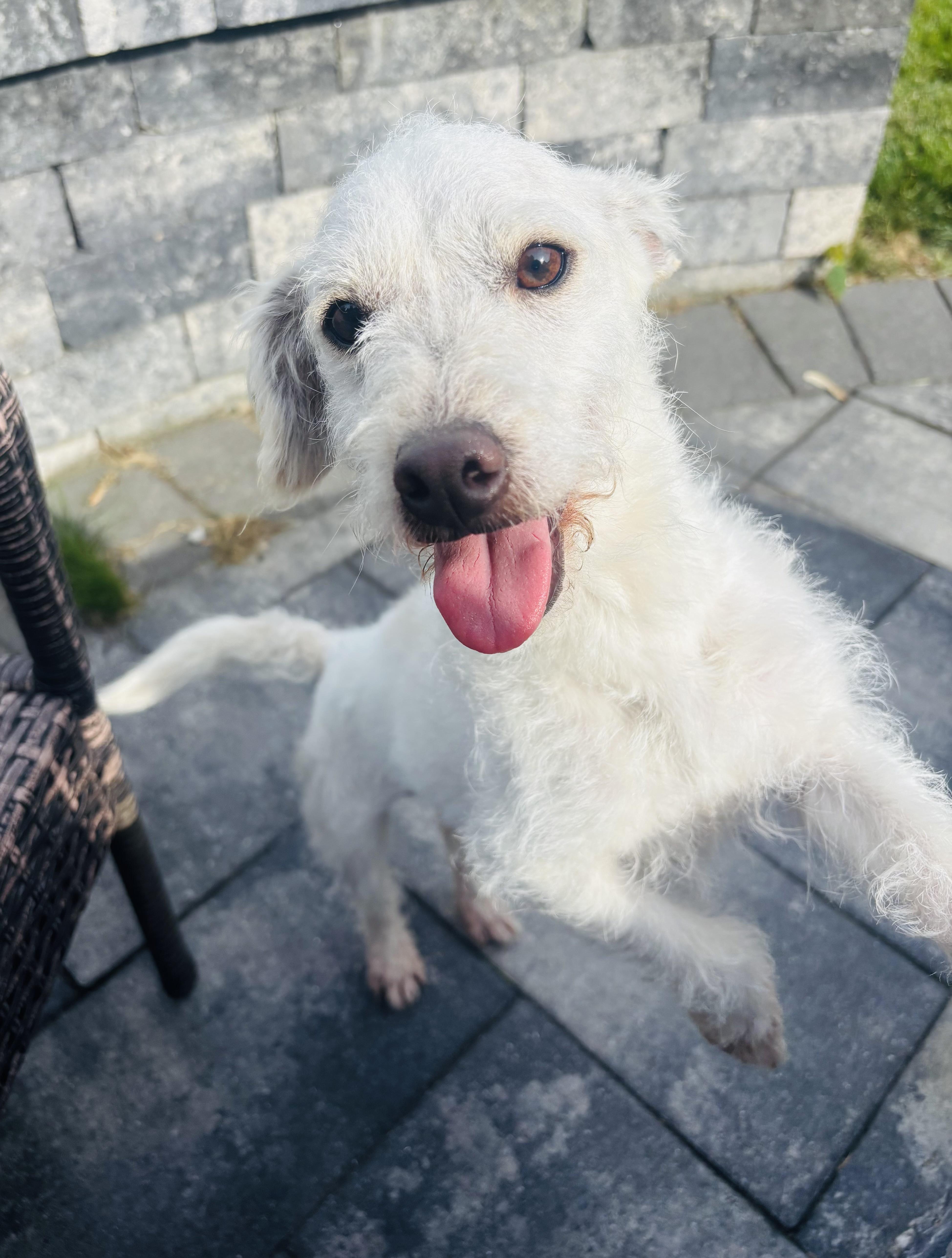 Cammy, a Adoptable mixed breed in Calverton, NY image 2/6