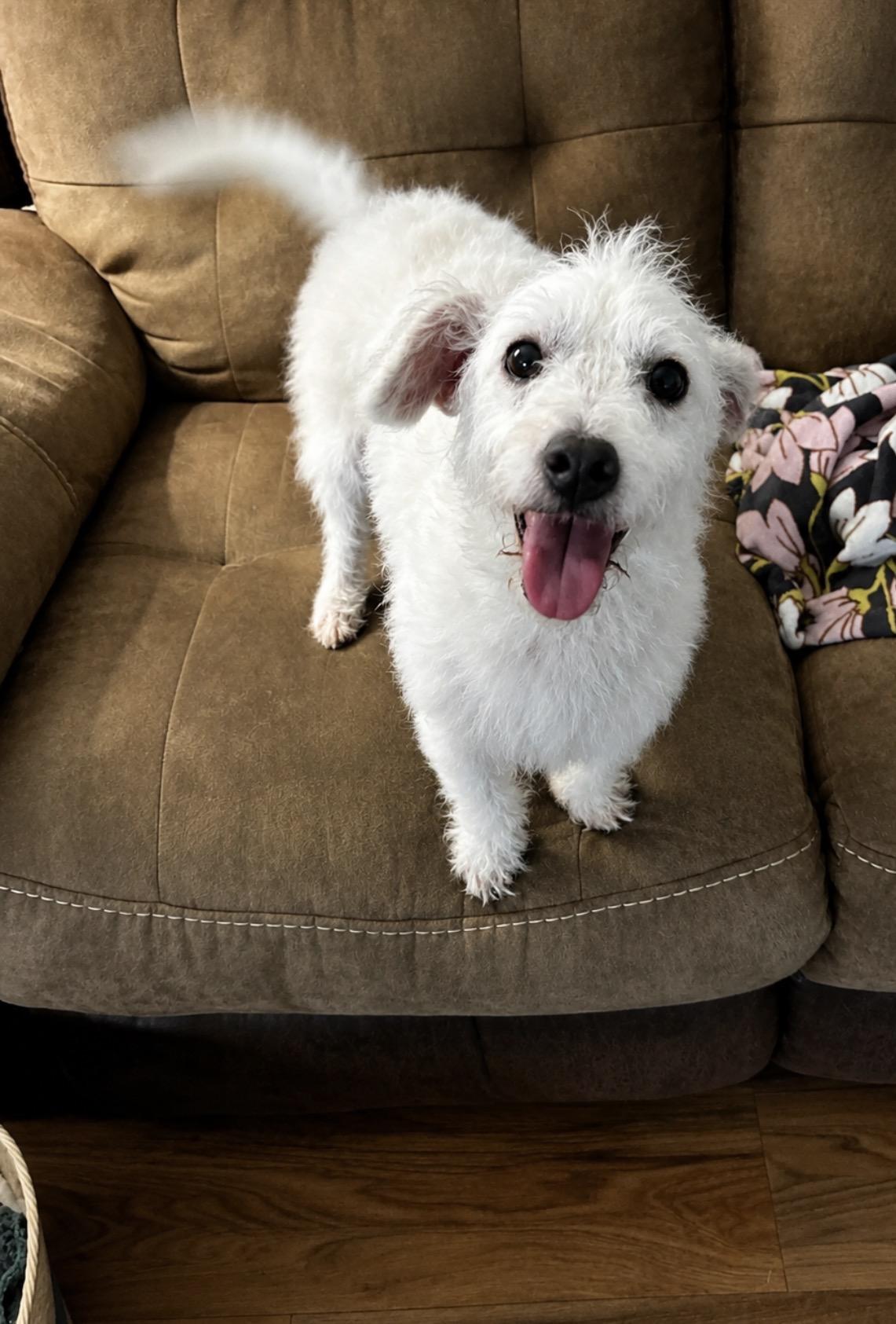 Cammy, a Adoptable mixed breed in Calverton, NY image 6/6
