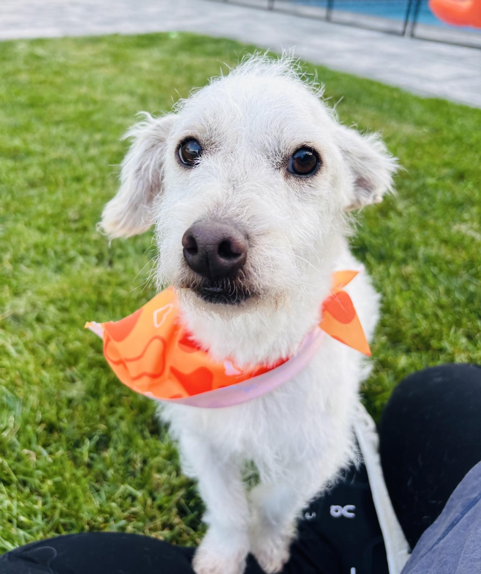 Cammy, a Adoptable mixed breed in Calverton, NY image 3/6