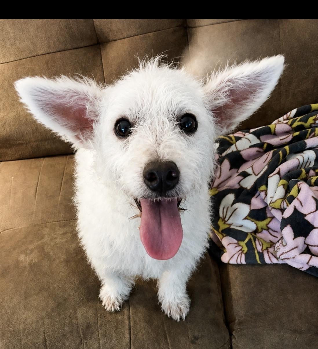 Cammy, Adoptable, Adult Male Poodle & Schnauzer.
