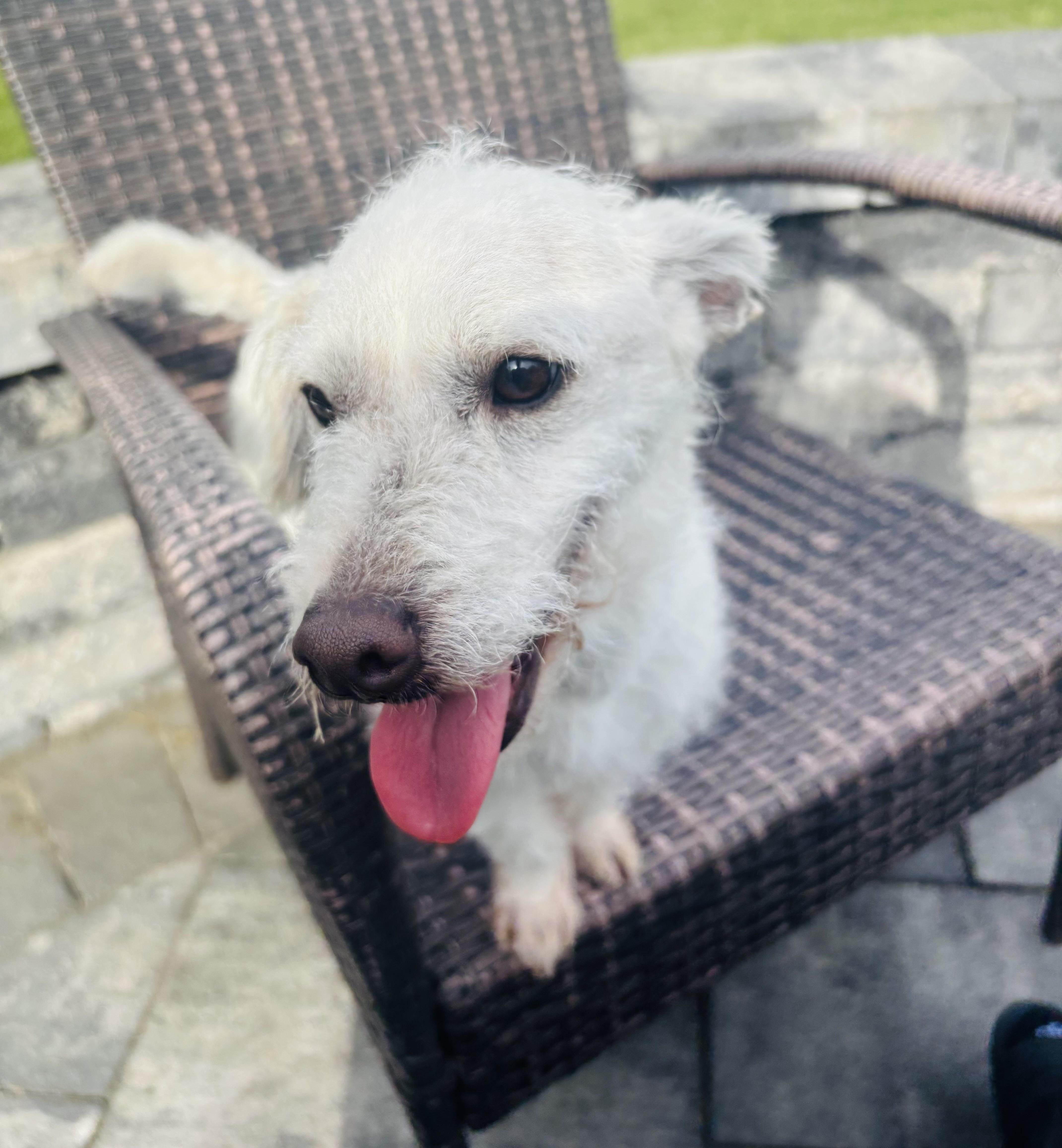 Cammy, a Adoptable mixed breed in Calverton, NY image 5/6