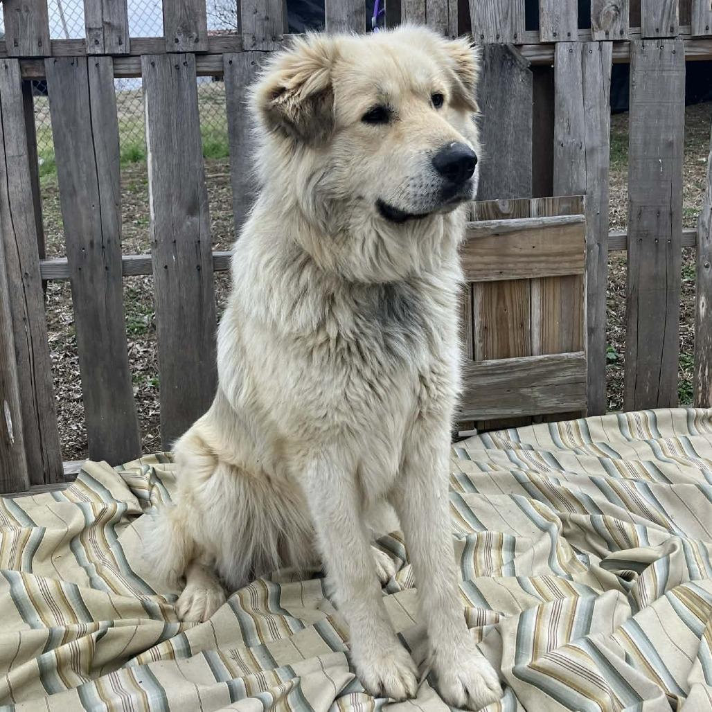 Oscar, Adoptable, Adult Male Great Pyrenees.