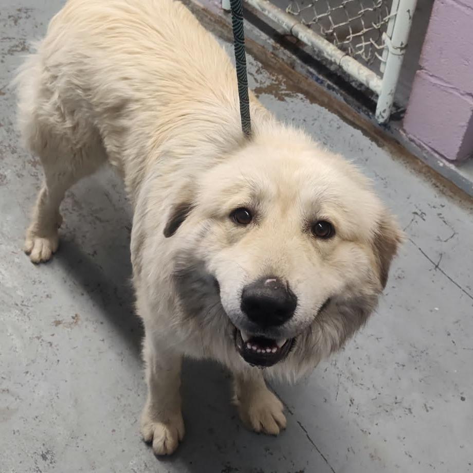 Enlarge TNGC-Stray-1082, a Adoptable Great Pyrenees in Pulaski, TN image 1/1