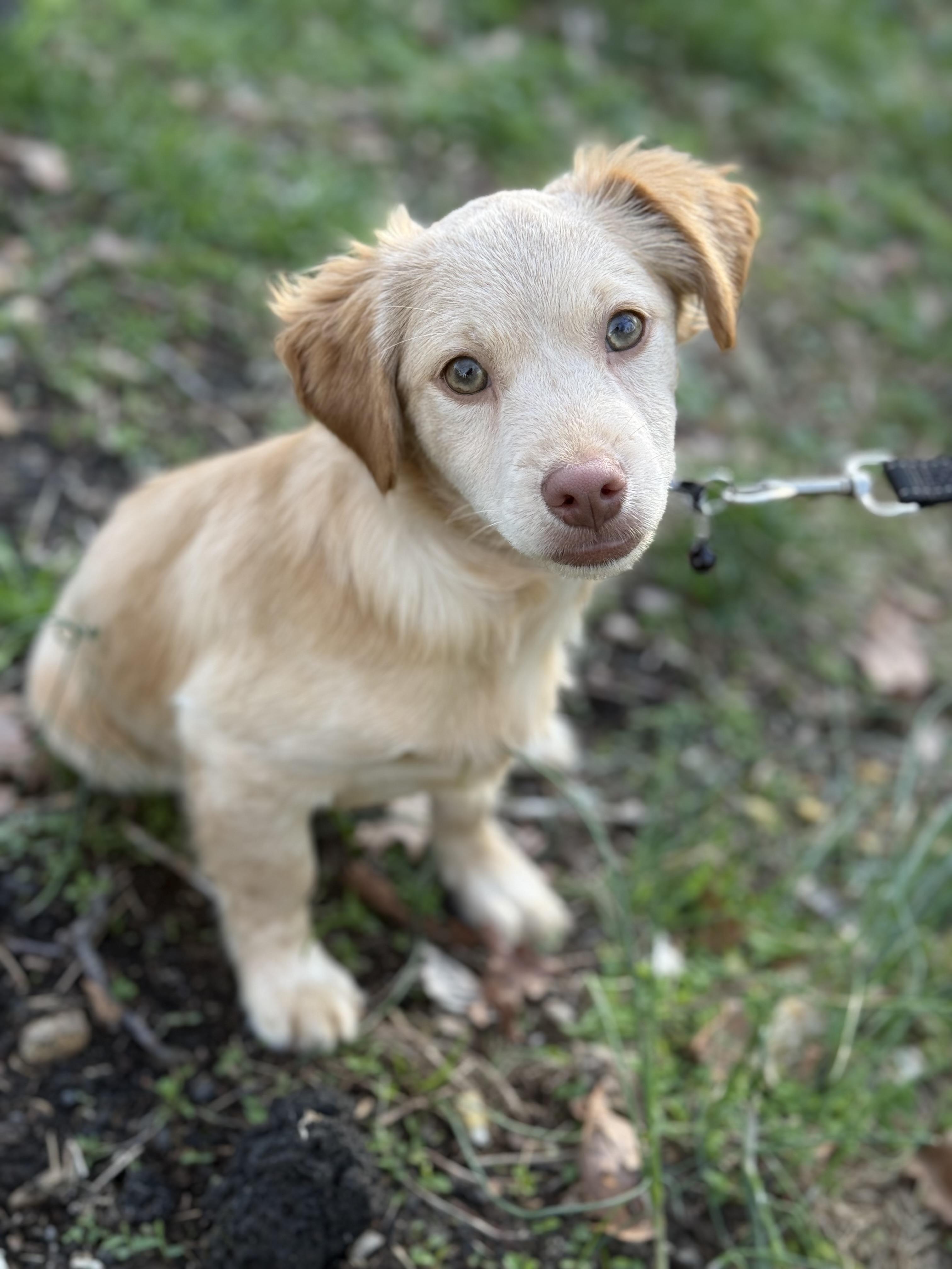 Enlarge Chicken Little, a Adoptable mixed breed in Tomkins Cove, NY image 4/5