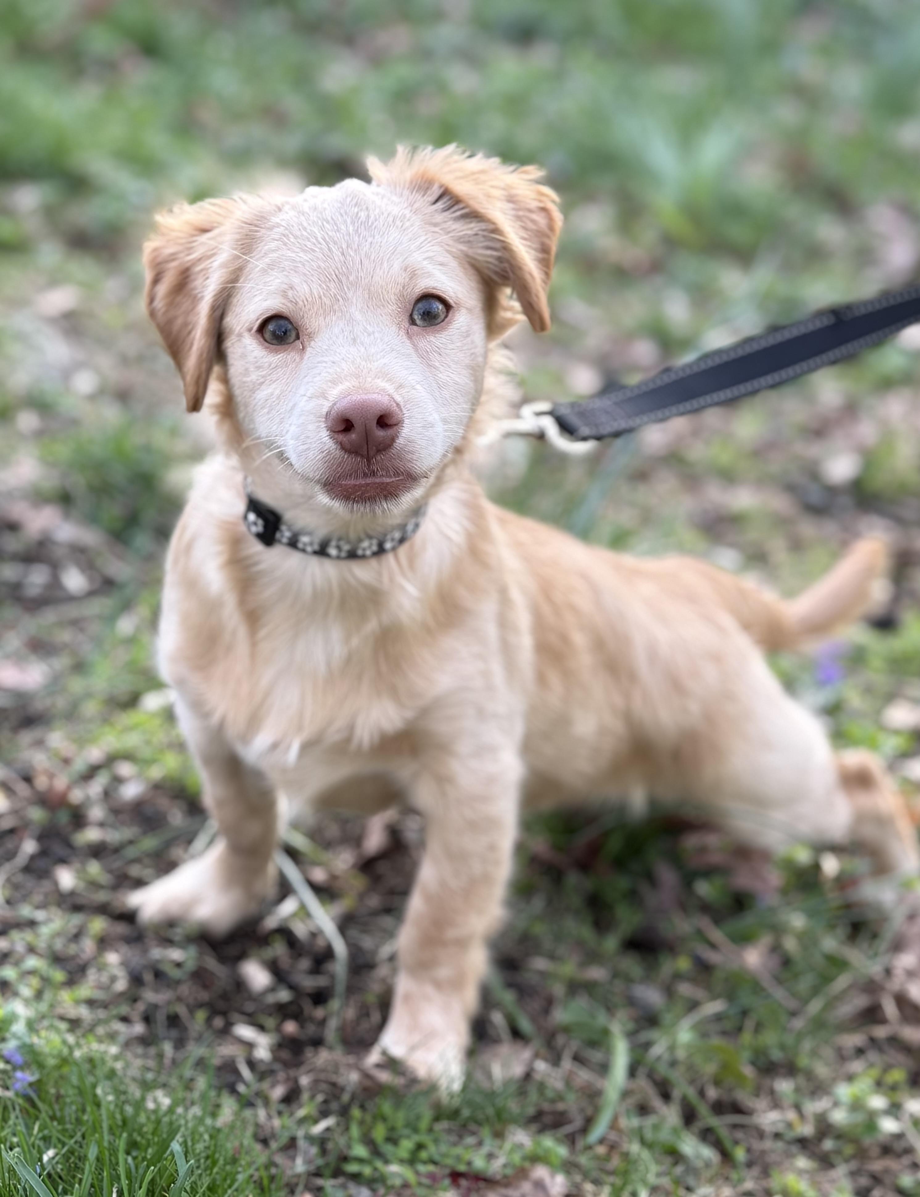 Enlarge Chicken Little, a Adoptable mixed breed in Tomkins Cove, NY image 2/5