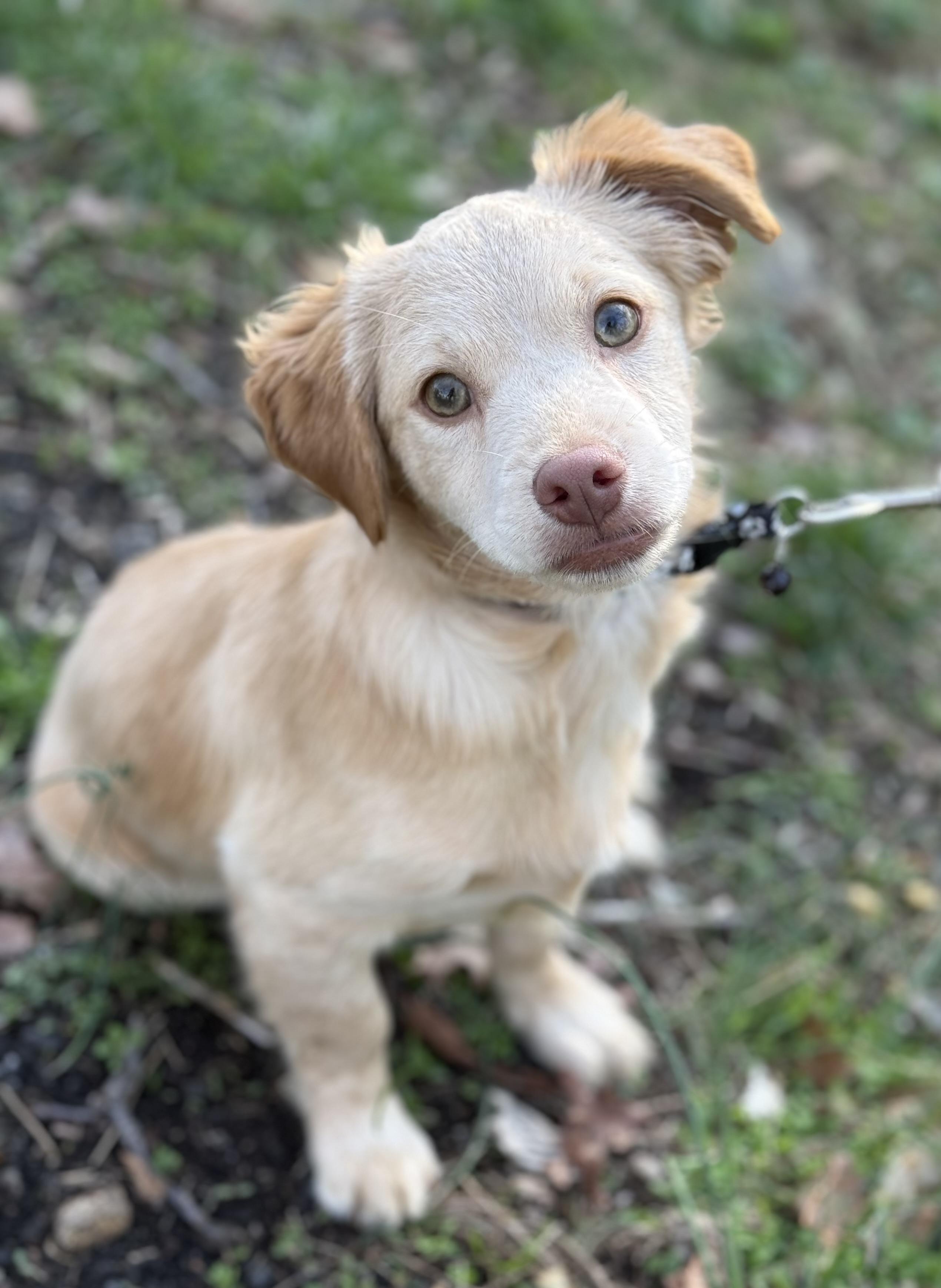 Enlarge Chicken Little, a Adoptable mixed breed in Tomkins Cove, NY image 3/5
