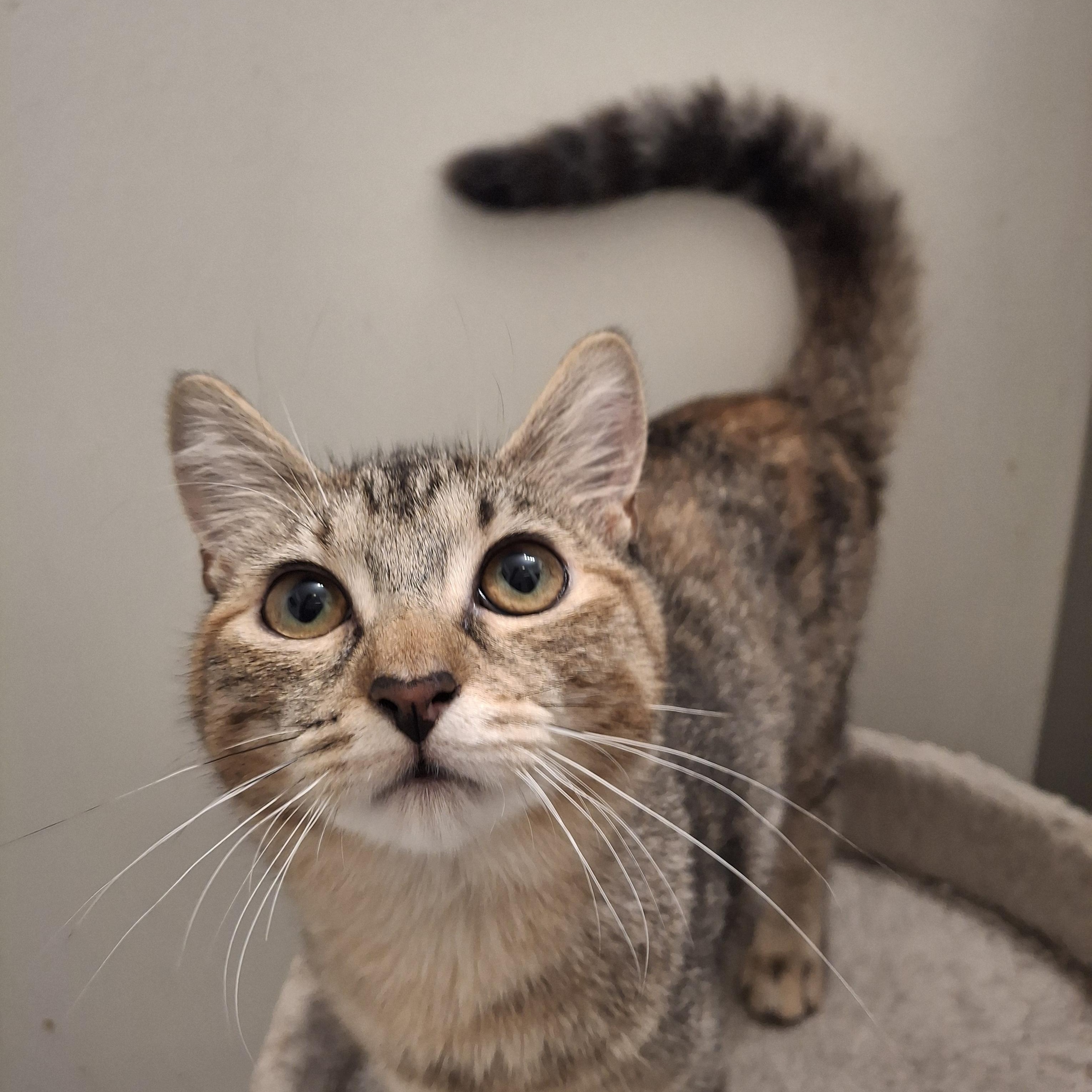 Sandi, a Adoptable Torbie in Lawrenceville, GA image 1/2