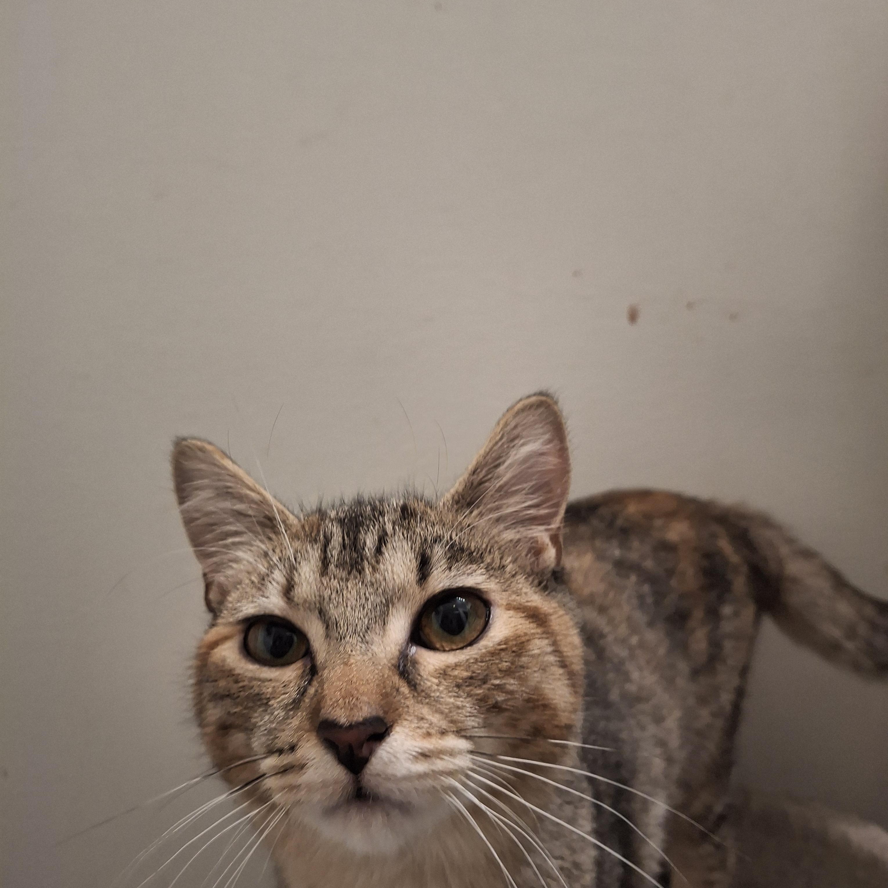 Sandi, a Adoptable Torbie in Lawrenceville, GA image 2/2