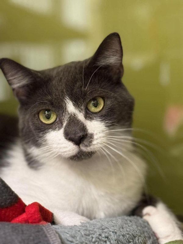 Enlarge Little Oscar AND Nellie, a Adoptable Domestic Short Hair in Gonic, NH image 1/3
