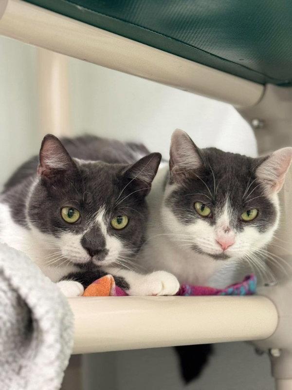 Enlarge Little Oscar AND Nellie, a Adoptable Domestic Short Hair in Gonic, NH image 2/3