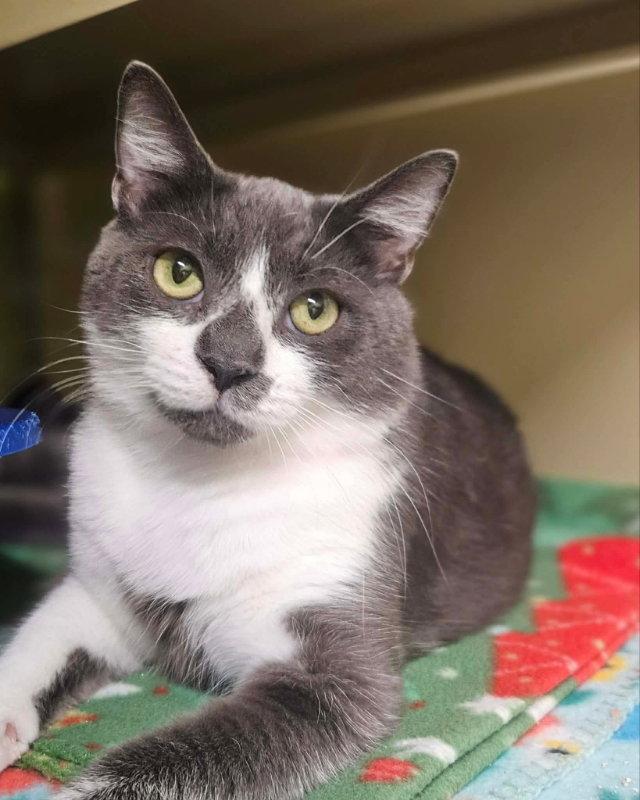Enlarge Little Oscar AND Nellie, a Adoptable Domestic Short Hair in Gonic, NH image 3/3