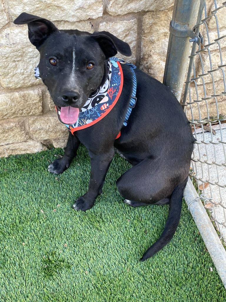 Enlarge Sagittarius, a Adoptable mixed breed in Richland Hills, TX image 1/3