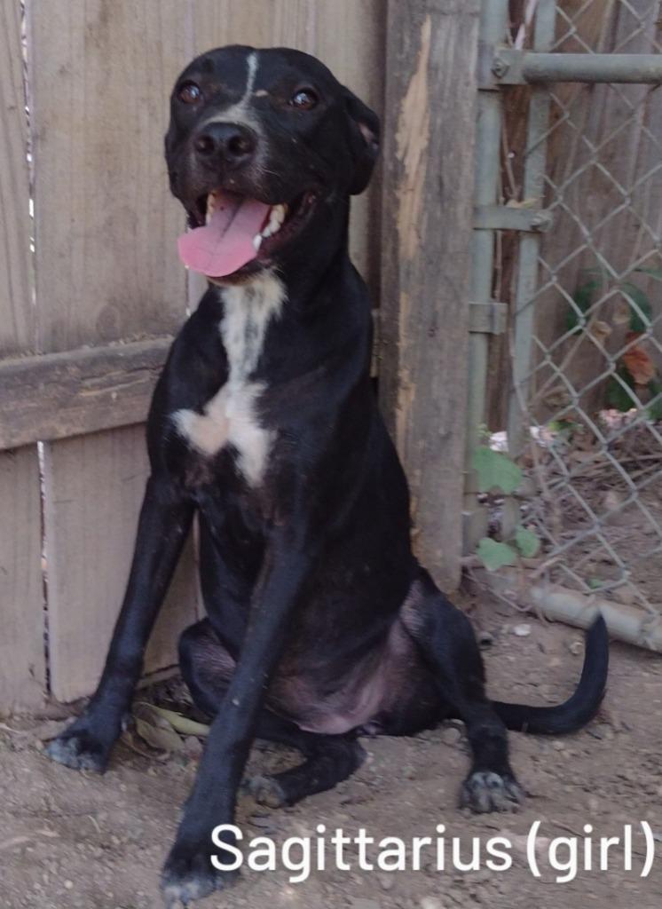 Sagittarius, a Adoptable mixed breed in Richland Hills, TX image 1/4