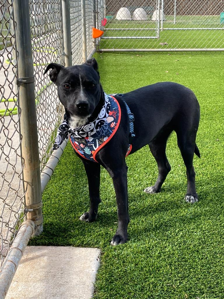 Sagittarius, a Adoptable mixed breed in Richland Hills, TX image 1/3