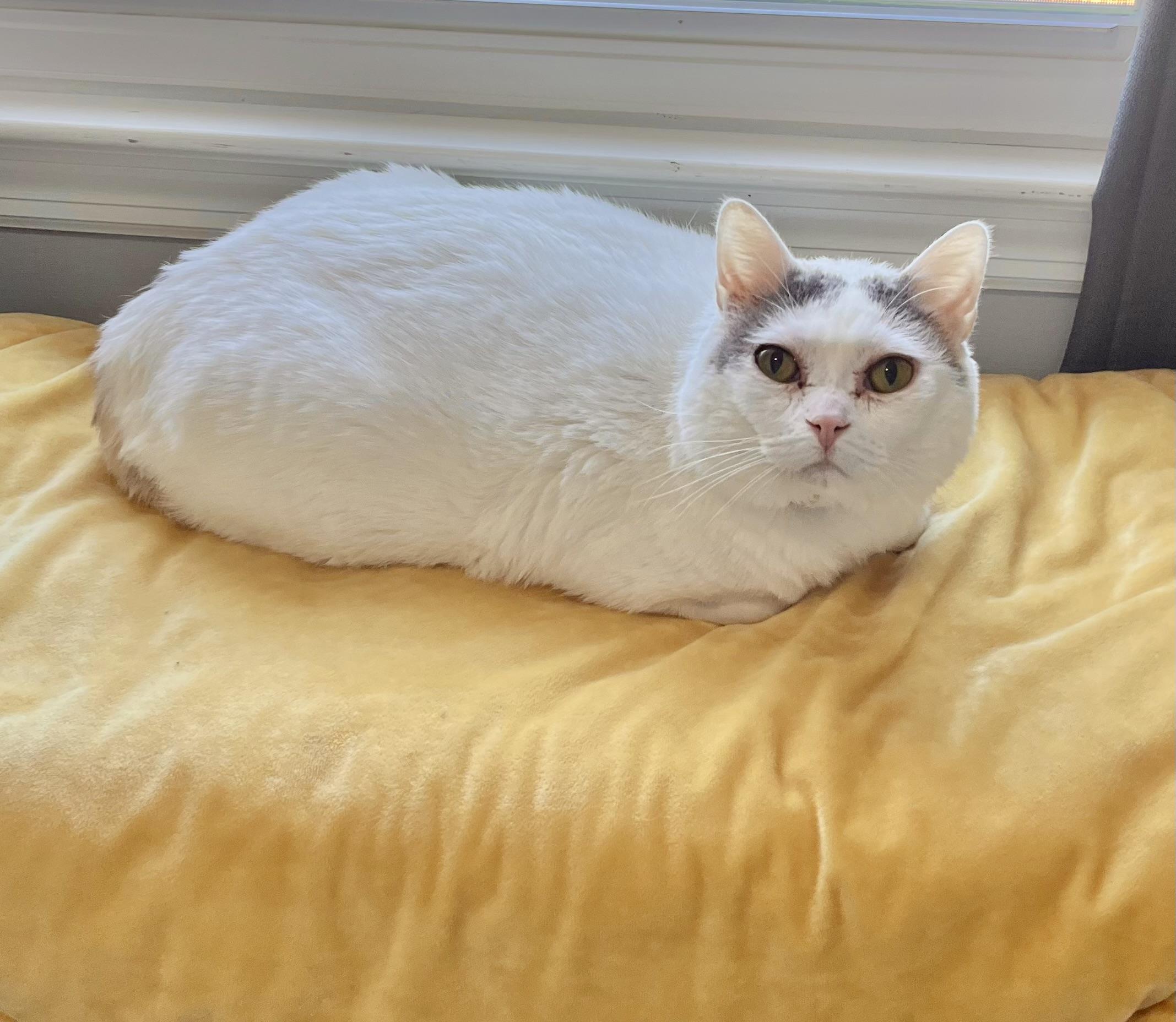 Eloise, a Adoptable Domestic Short Hair in Mount Juliet, TN image 1/6