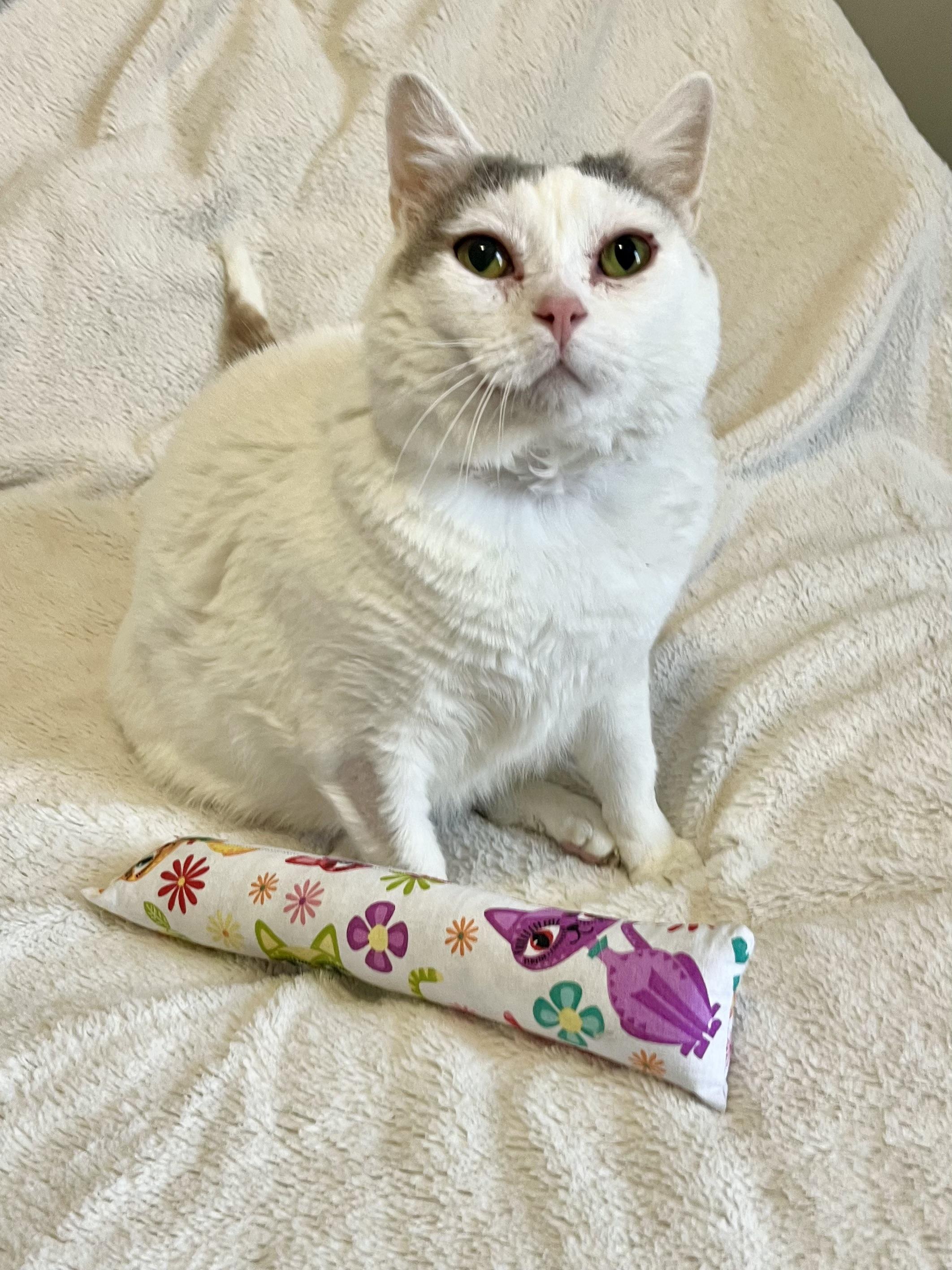 Eloise, a Adoptable Domestic Short Hair in Mount Juliet, TN image 5/6