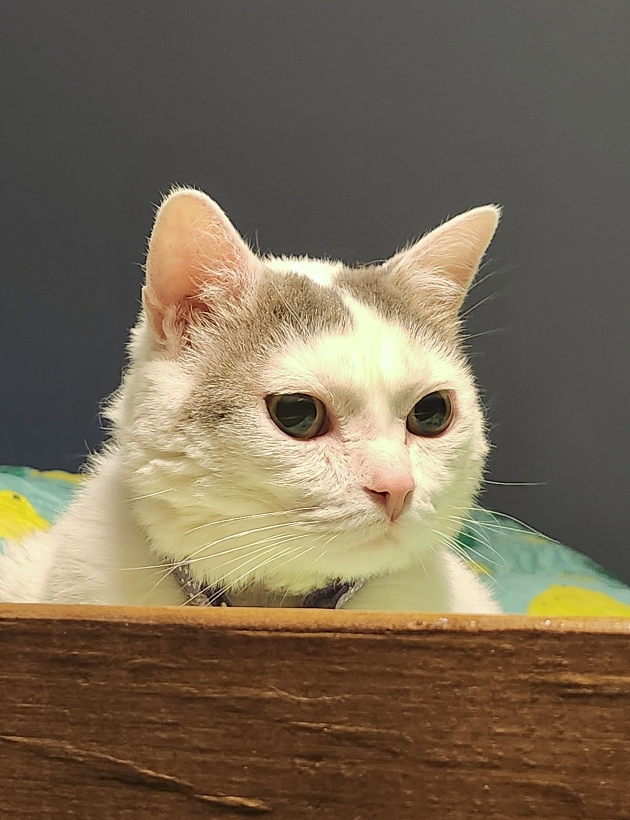 Enlarge Eloise, a Adoptable Domestic Short Hair in Mount Juliet, TN image 1/6