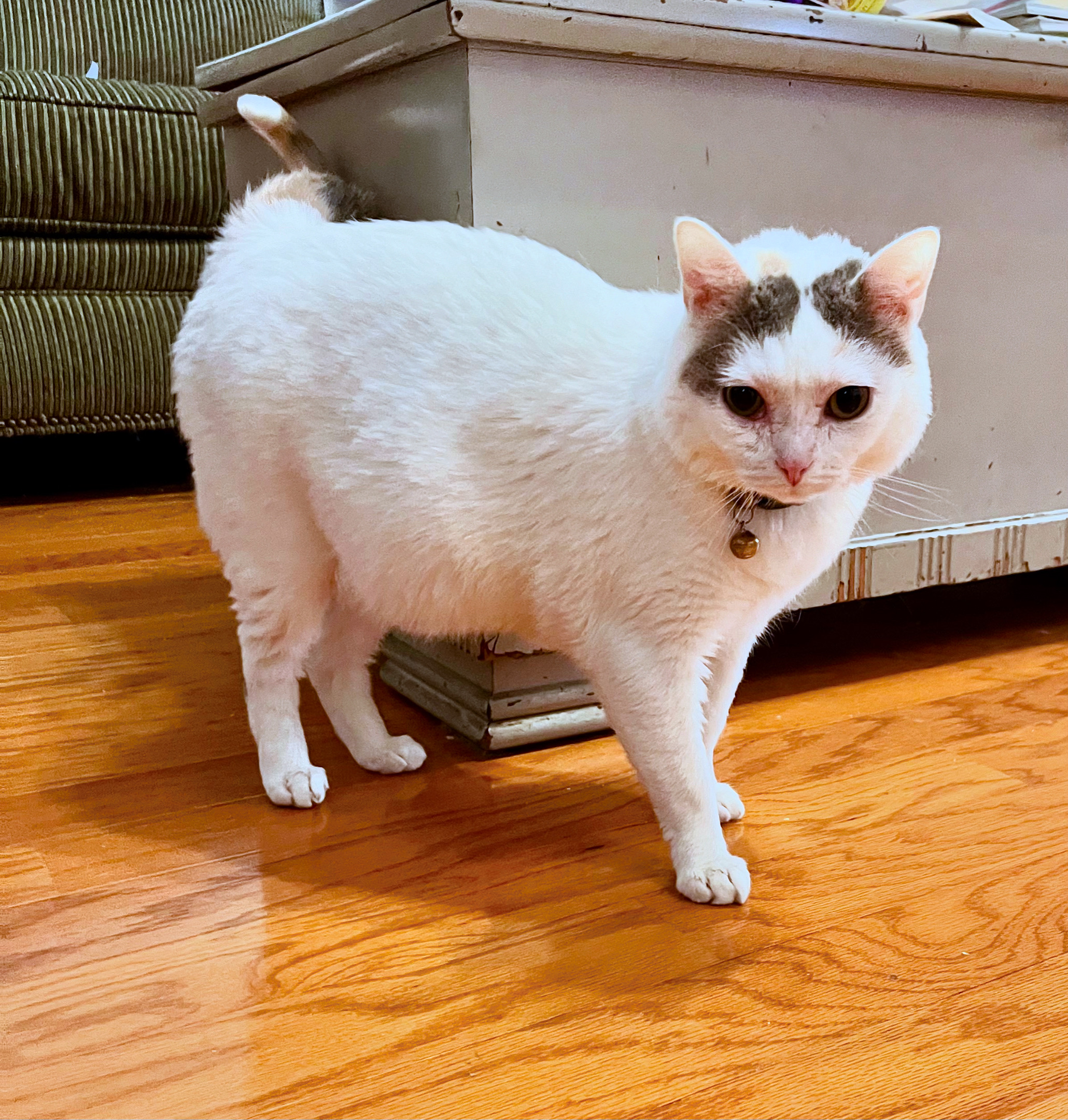 Enlarge Eloise, a Adoptable Domestic Short Hair in Mount Juliet, TN image 2/6