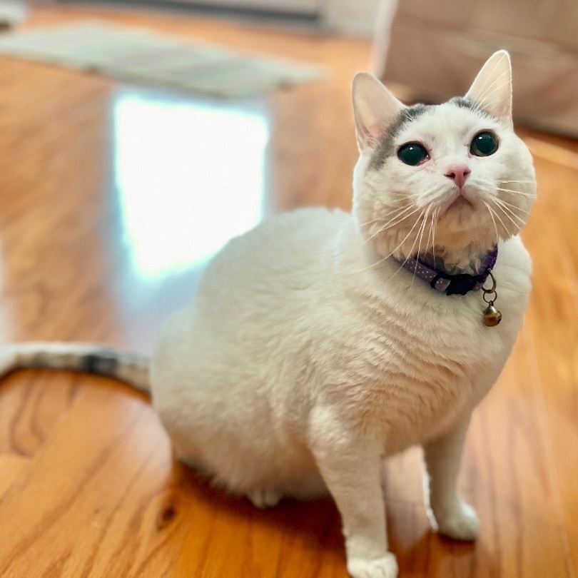 Enlarge Eloise, a Adoptable Domestic Short Hair in Mount Juliet, TN image 3/6