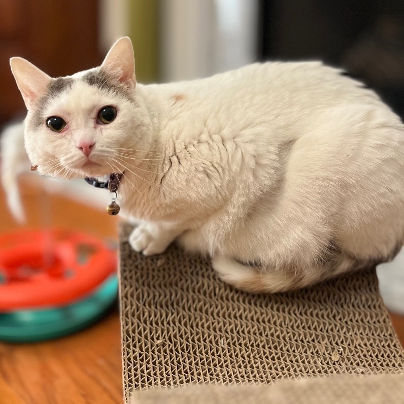 Enlarge Eloise, a Adoptable Domestic Short Hair in Mount Juliet, TN image 4/6