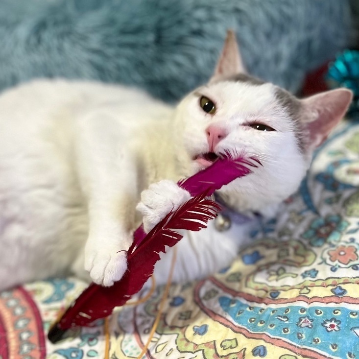 Enlarge Eloise, a Adoptable Domestic Short Hair in Mount Juliet, TN image 5/6