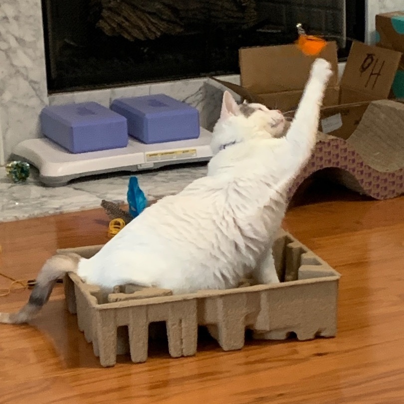 Enlarge Eloise, a Adoptable Domestic Short Hair in Mount Juliet, TN image 6/6