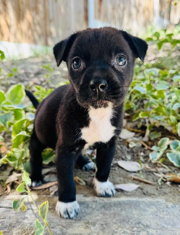 Enlarge Forest, a Adoptable mixed breed in Valley Village, CA image 1/3