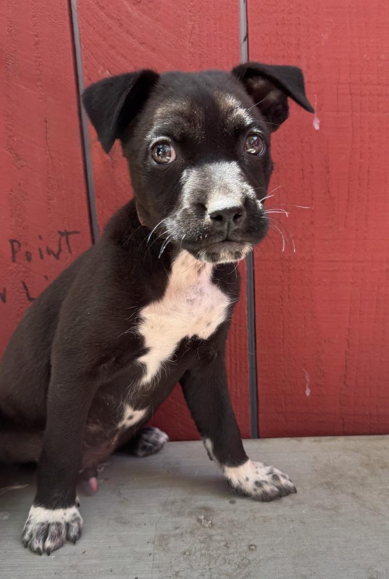 Forest, Adoptable, Young Male Chihuahua & Mixed Breed.