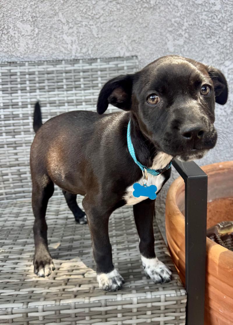 Forest, Adoptable, Young Male Chihuahua & Mixed Breed.