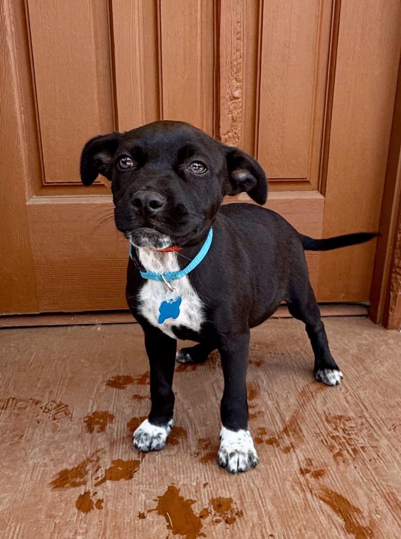 Enlarge Forest, a Adoptable mixed breed in Valley Village, CA image 2/2
