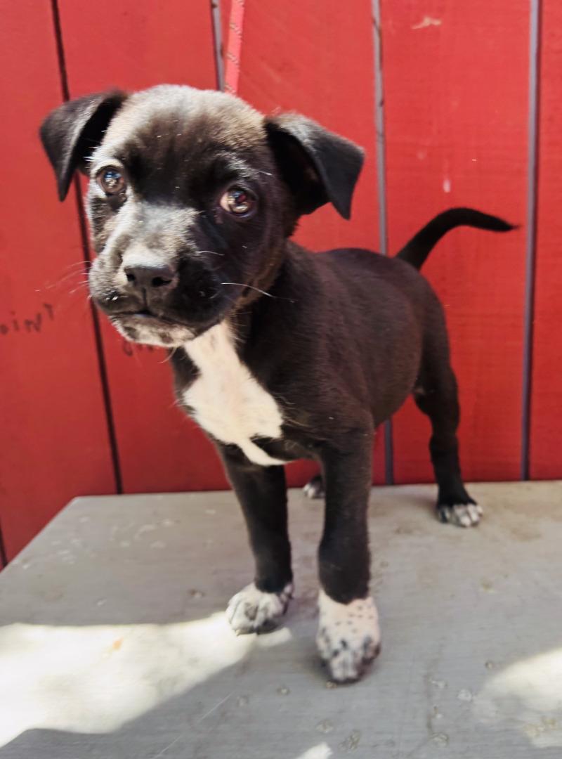 Enlarge Forest, a Adoptable mixed breed in Valley Village, CA image 2/3