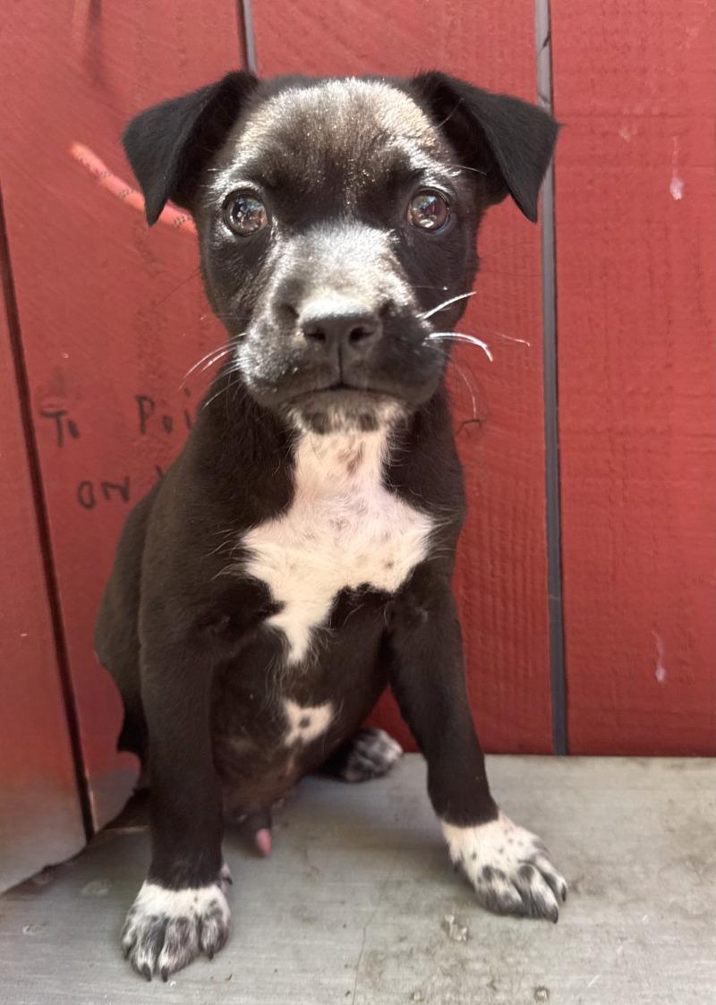Enlarge Forest, a Adoptable mixed breed in Valley Village, CA image 3/3