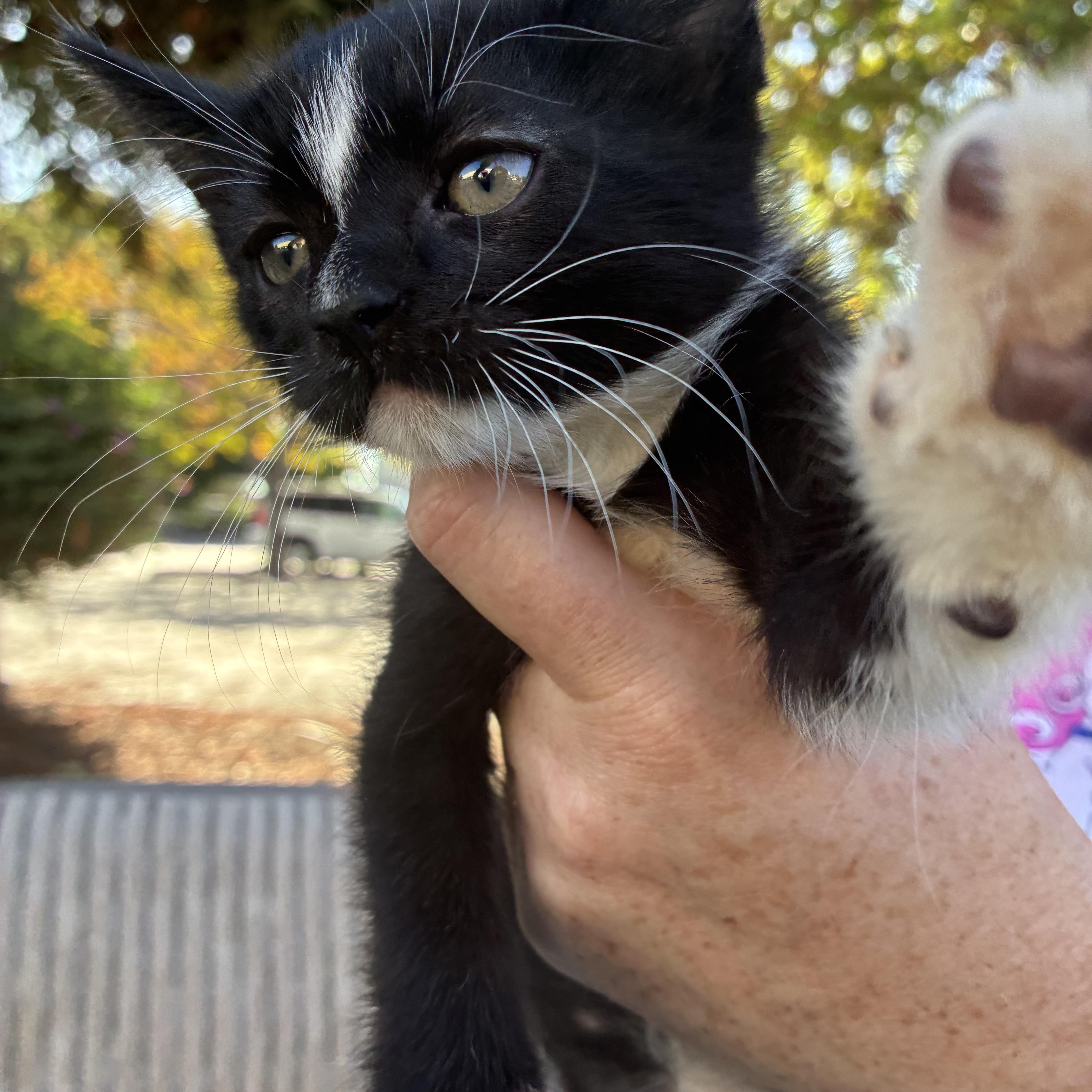 Leia, a Adoptable mixed breed in Santa Cruz, CA image 5/5