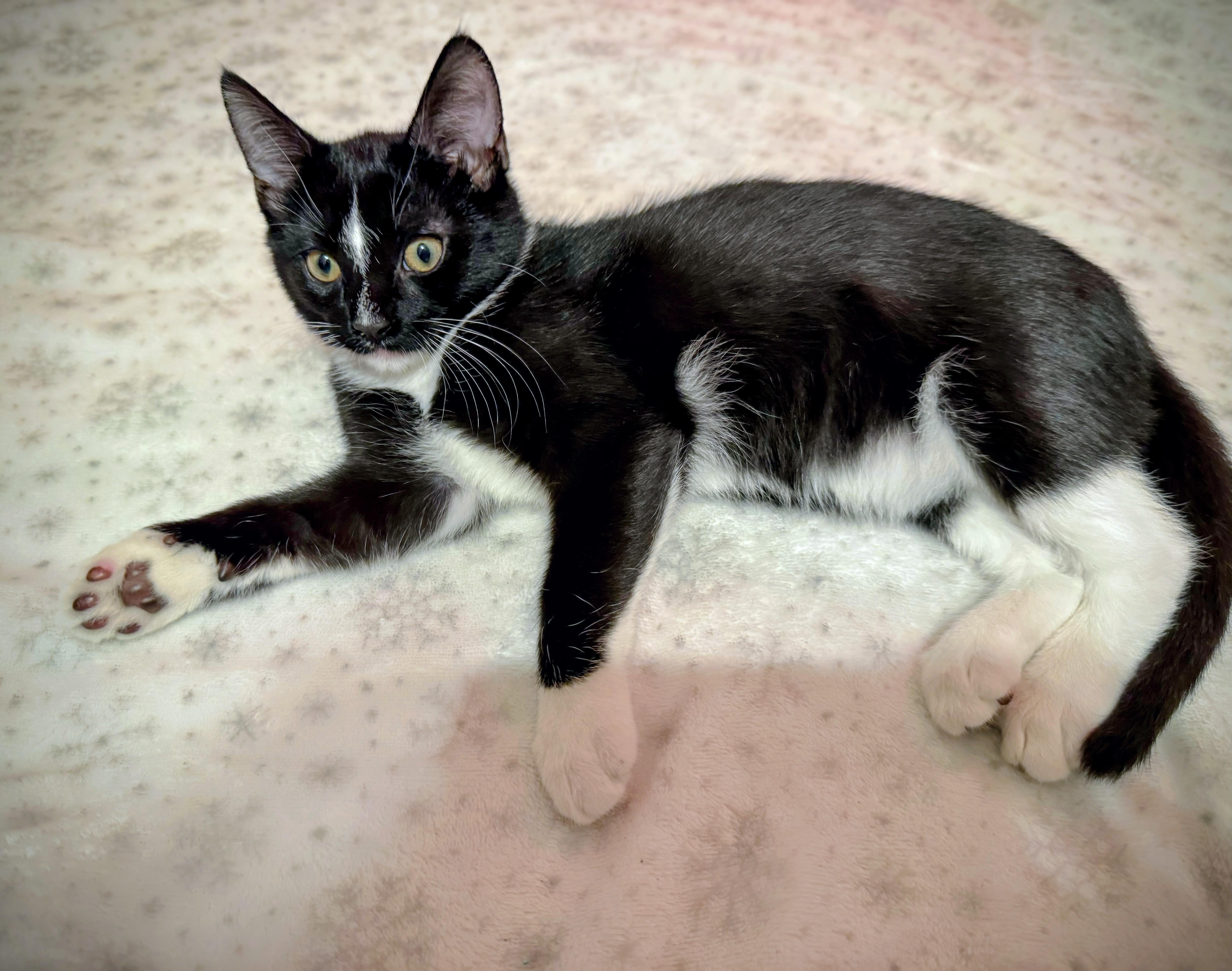 Leia, a Adoptable mixed breed in Santa Cruz, CA image 3/5