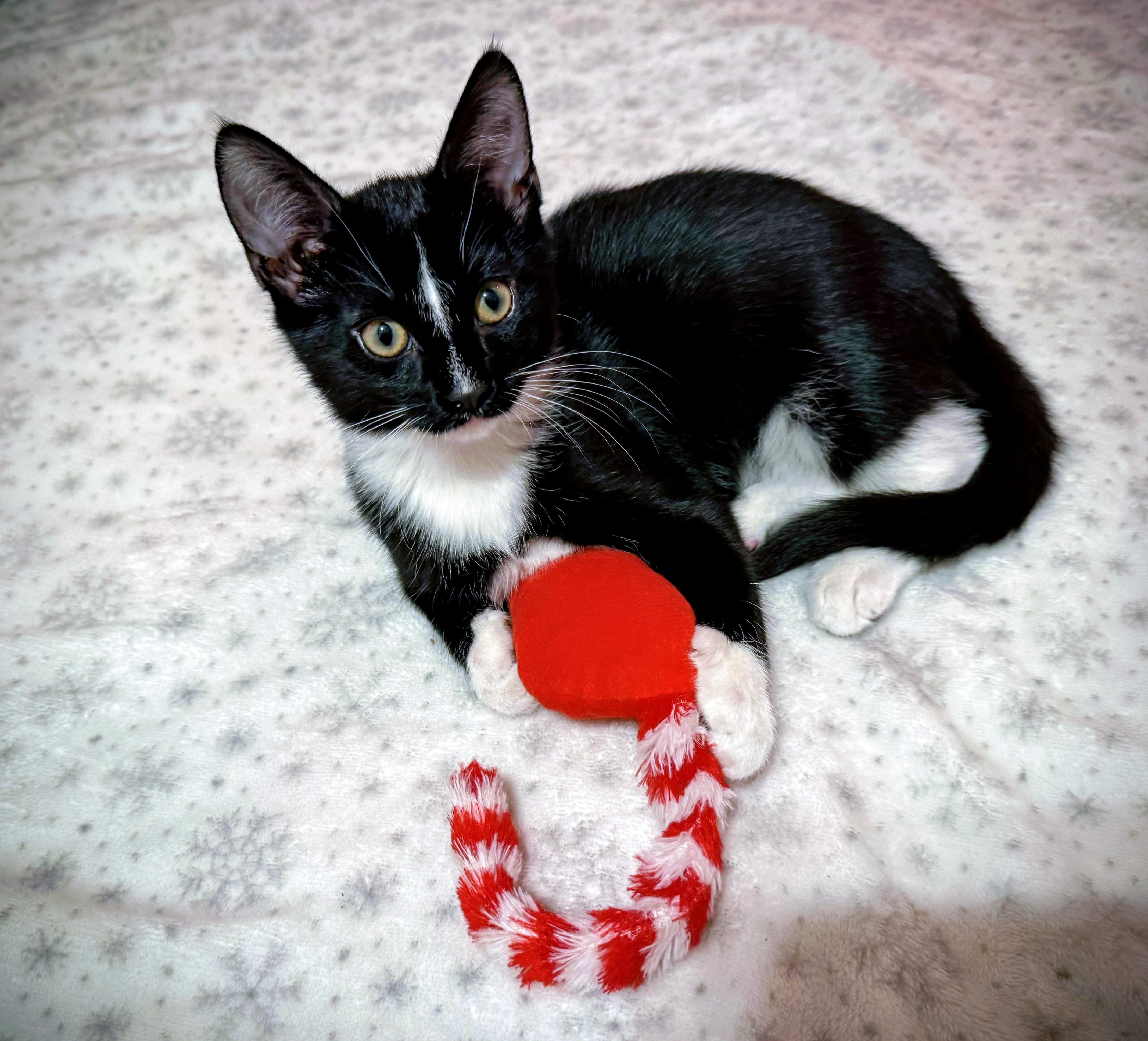 Leia, a Adoptable mixed breed in Santa Cruz, CA image 1/5