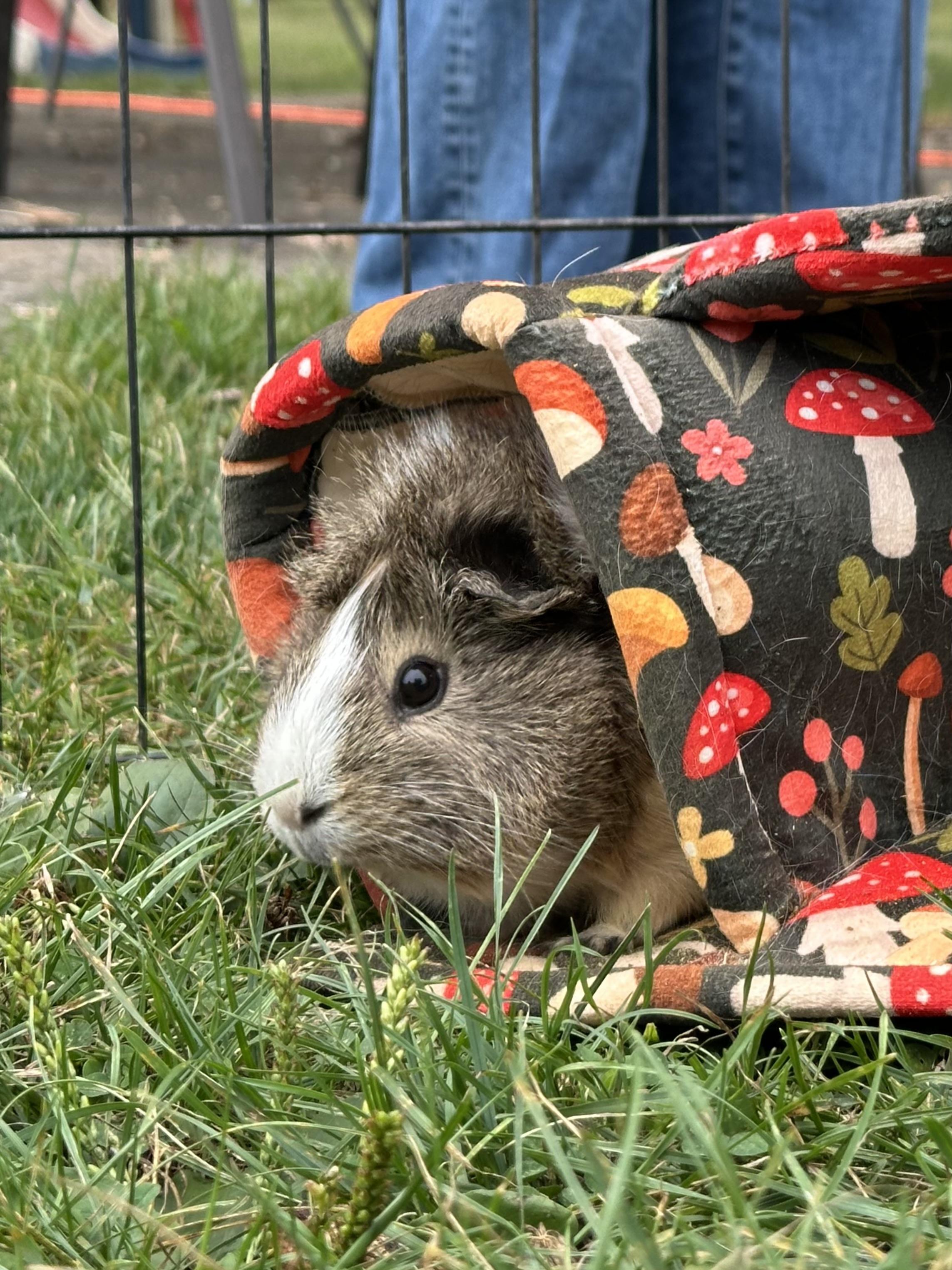 Enlarge Sage & Thyme, a Adoptable Guinea Pig in Birdsboro, PA image 1/2
