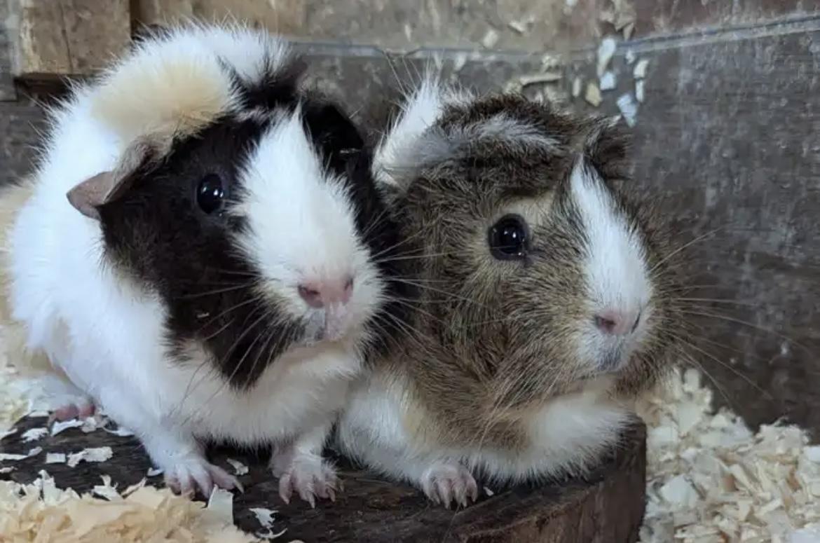 Enlarge Sage & Thyme, a Adoptable Guinea Pig in Birdsboro, PA image 2/2
