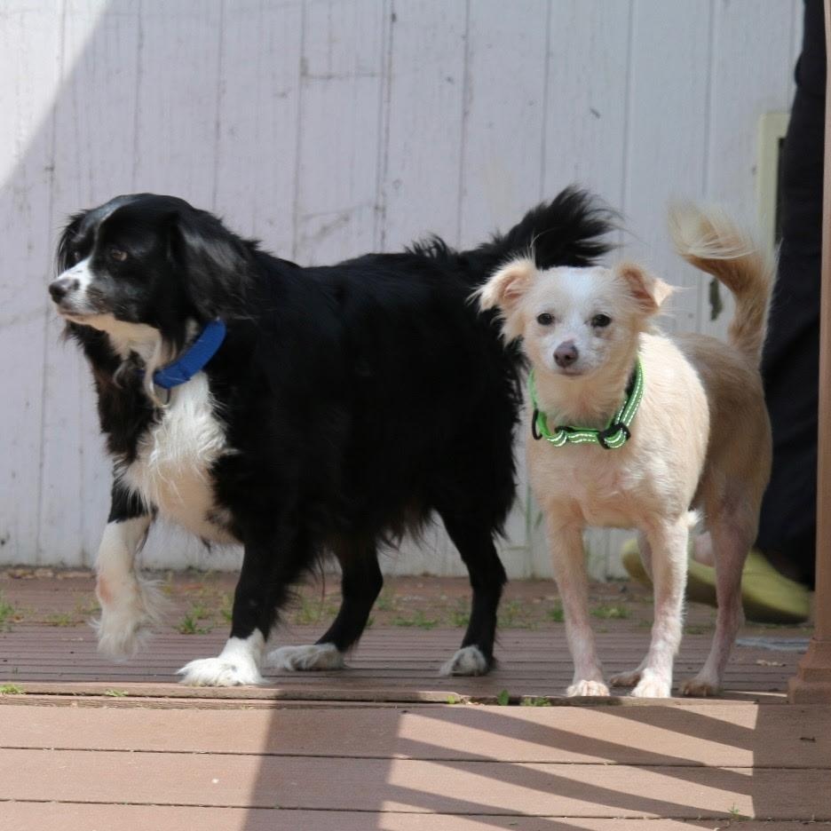 Enlarge Freckles, a ADOPTABLE mixed breed in Yreka, CA image 2/4