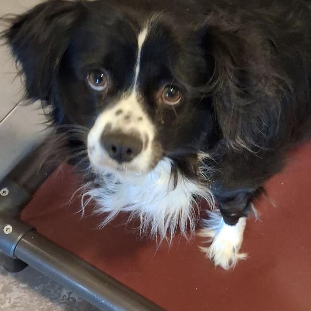 Enlarge Freckles, a ADOPTABLE mixed breed in Yreka, CA image 1/4
