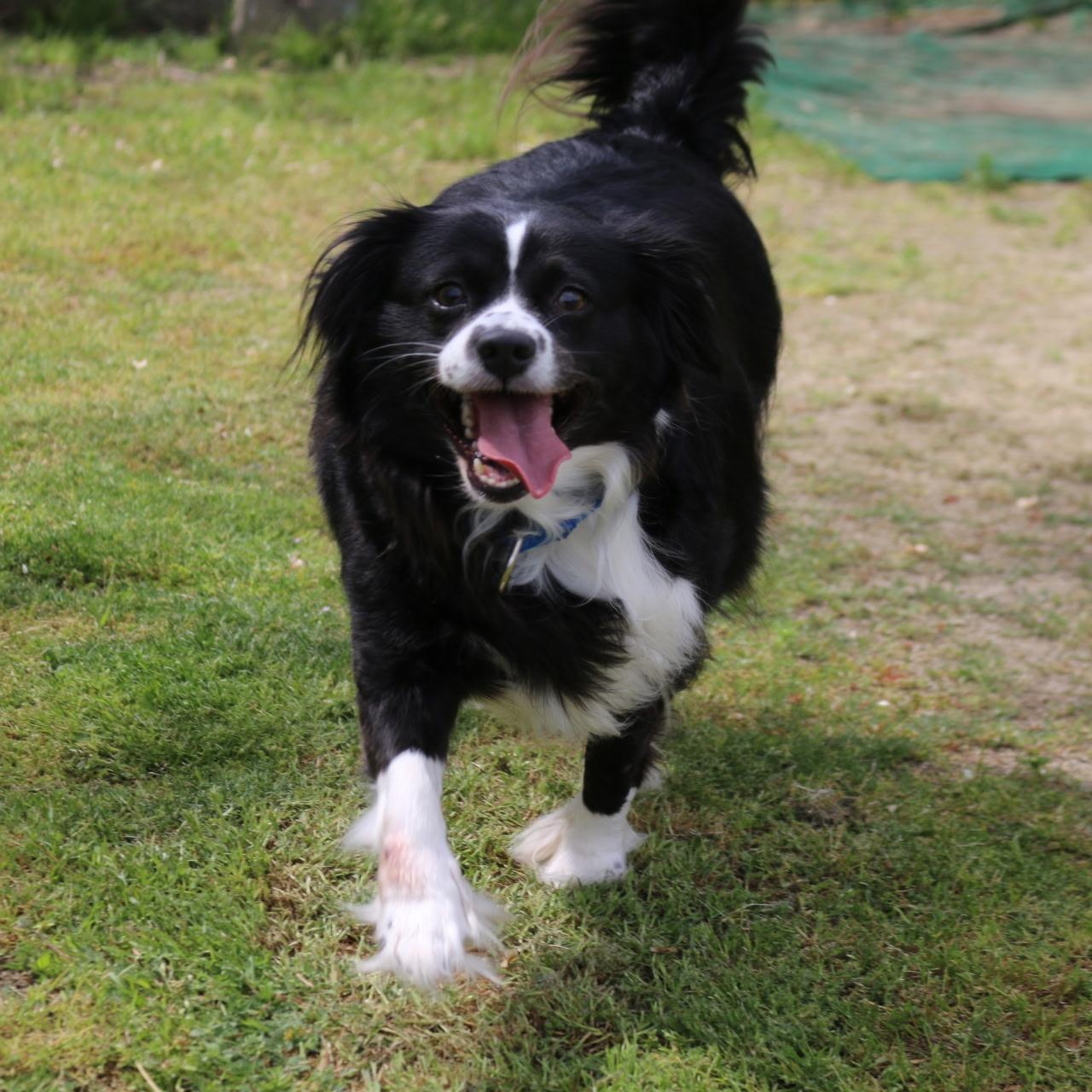 Enlarge Freckles, a ADOPTABLE mixed breed in Yreka, CA image 4/4